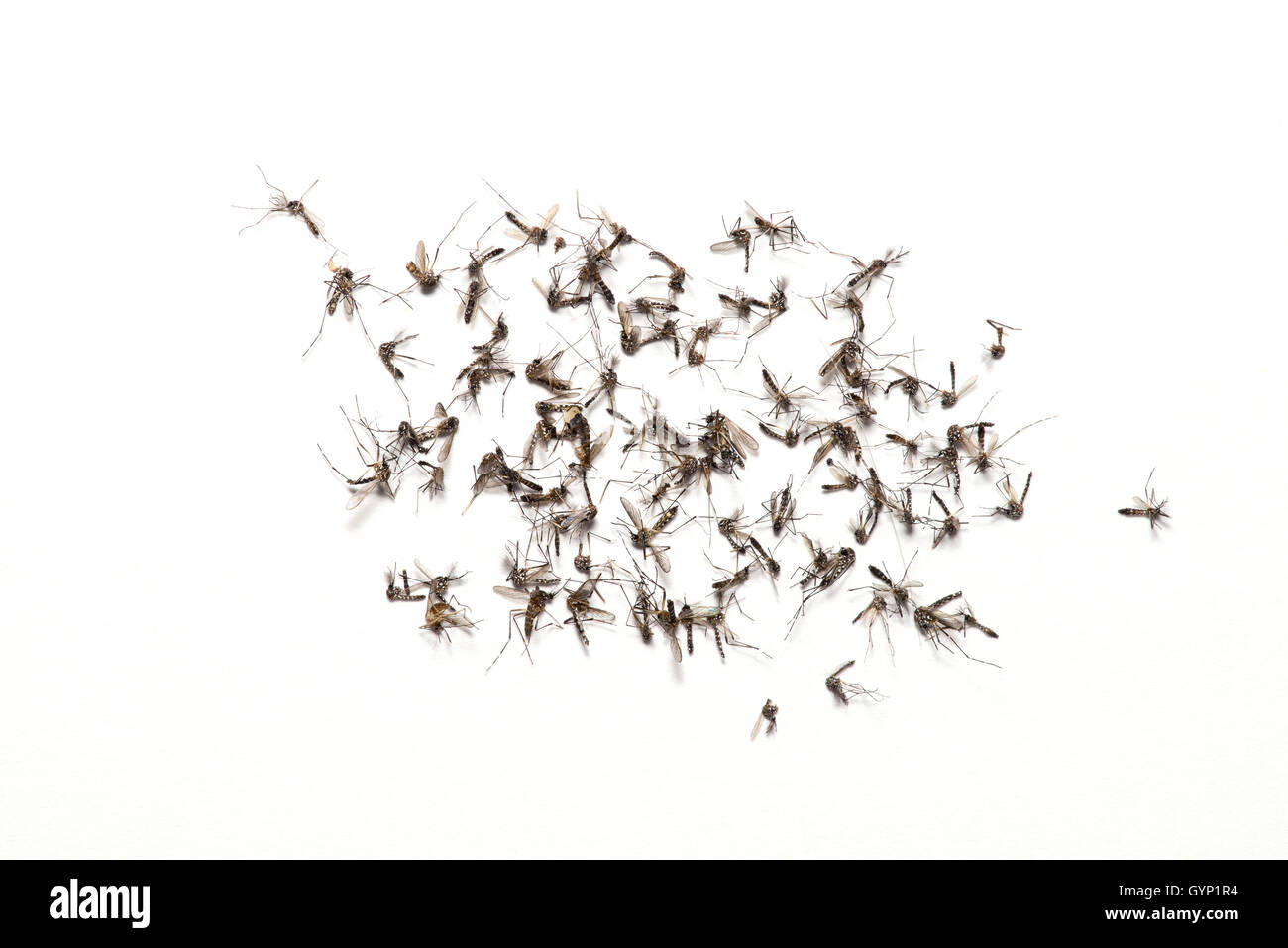 Aedes aegypti, Anopheles quadrimaculatus, (comune di zanzara malaria), raccolte nel Deserto di Sonora, Tucson, Arizona, Stati Uniti. Foto Stock