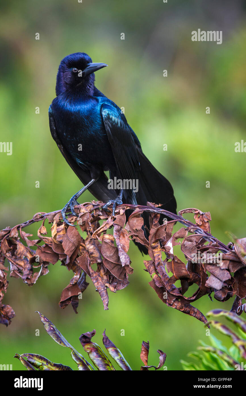 Vellutato iridescenza di una barca-tailed grackle spicca riccamente contro uno sfondo verde e il suo pesce persico di arricciato foglie essiccate. Foto Stock