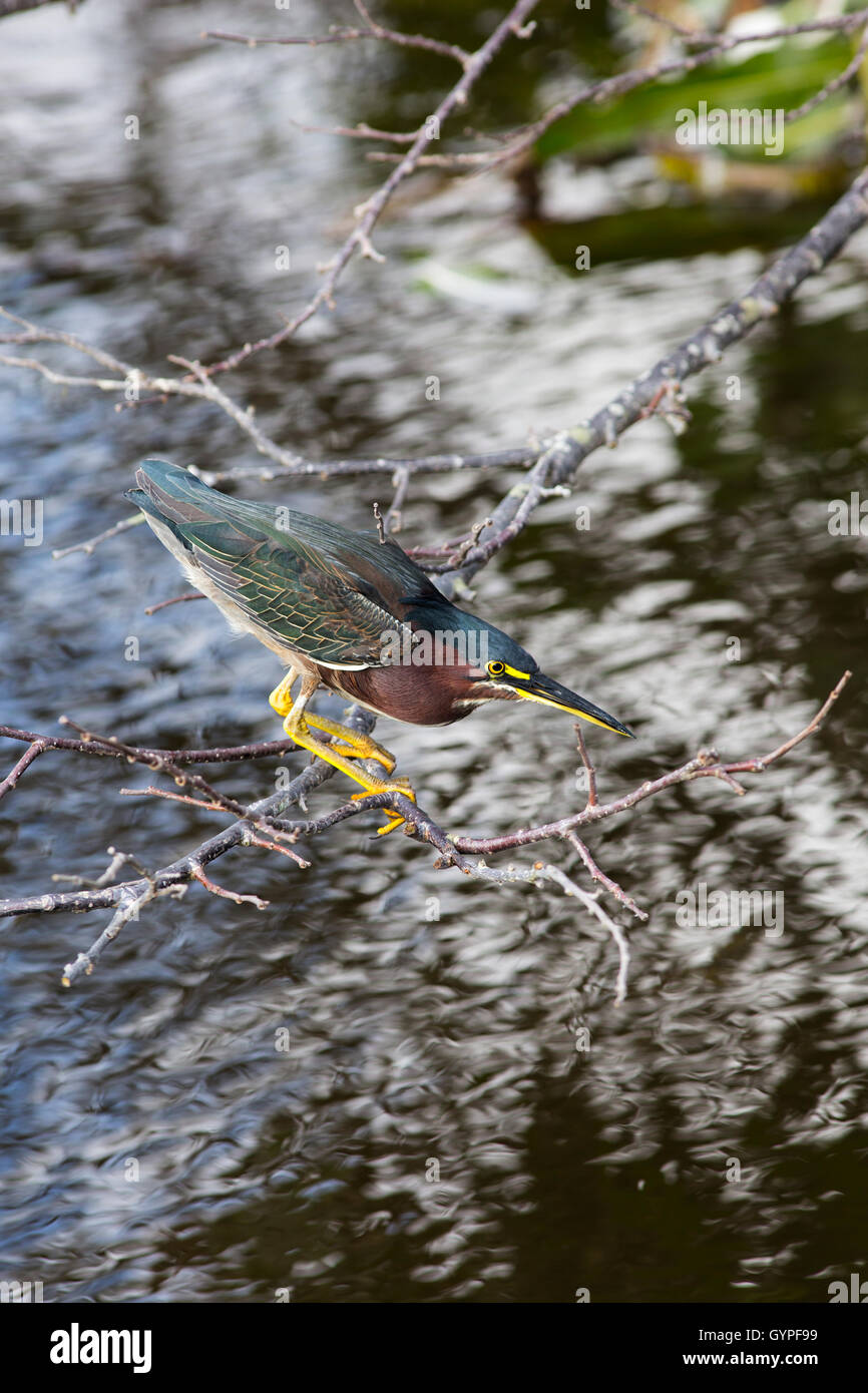 Un verde Heron sospeso su un ramo sopra ripply acqua per la pesca si mette in mostra il suo gioiello tonica piume contro l'acqua. Foto Stock