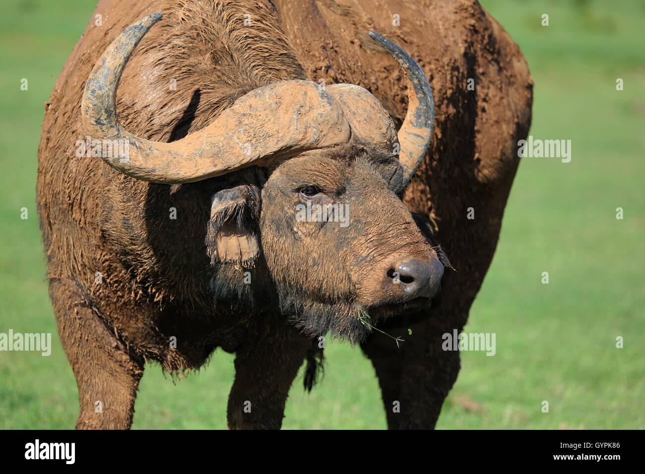Fango incrostato Cape Buffalo Foto Stock