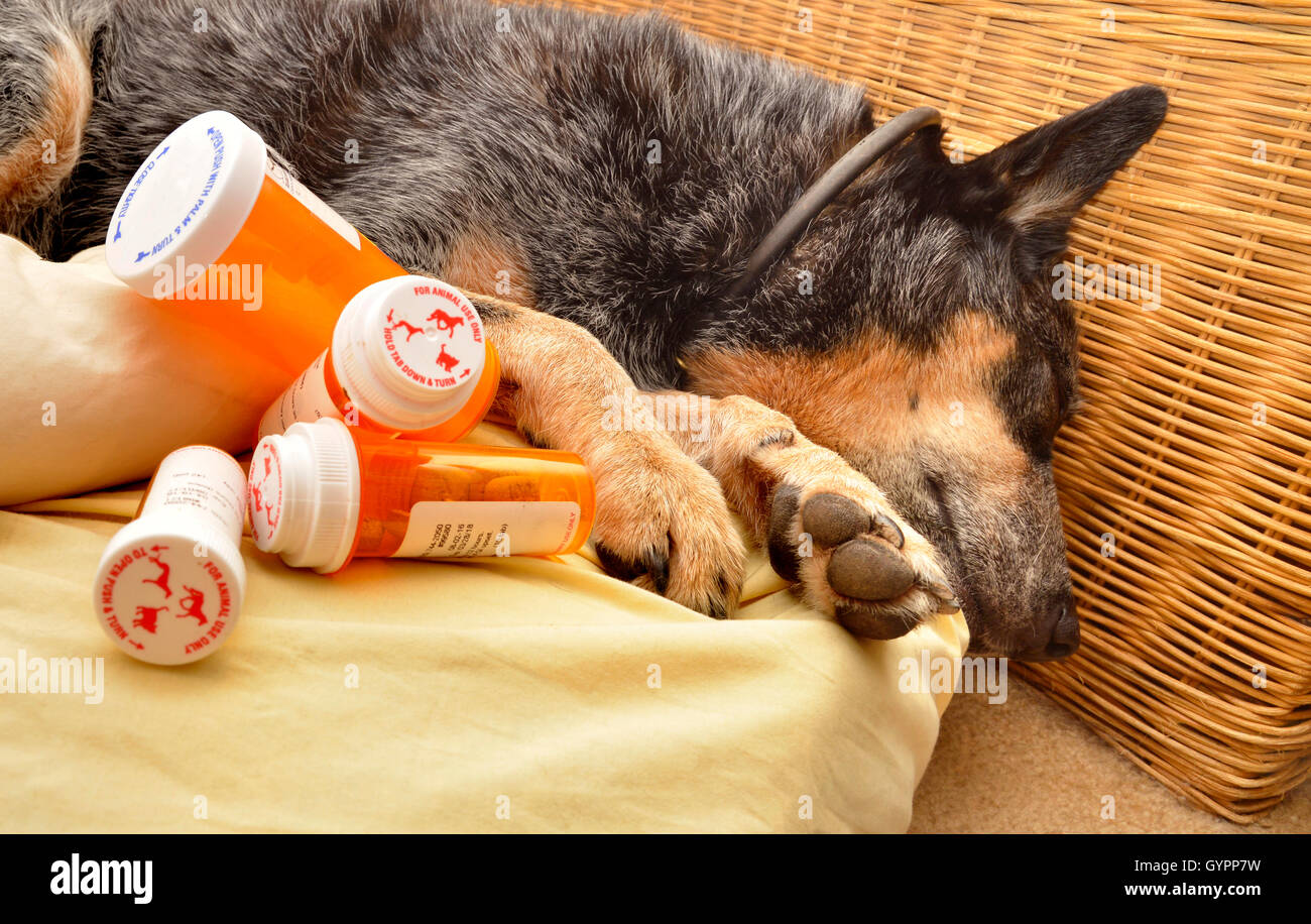 Un 9-year-old femmina, privato delle ovaie, sordi, Miniature pinscher ricupera dalla febbre della valle, coccidioidomycosis. Foto Stock