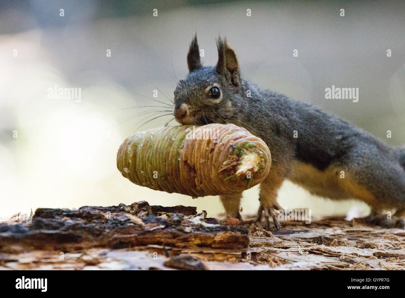 Western scoiattolo grigio con cono di pino della foresta Foto Stock