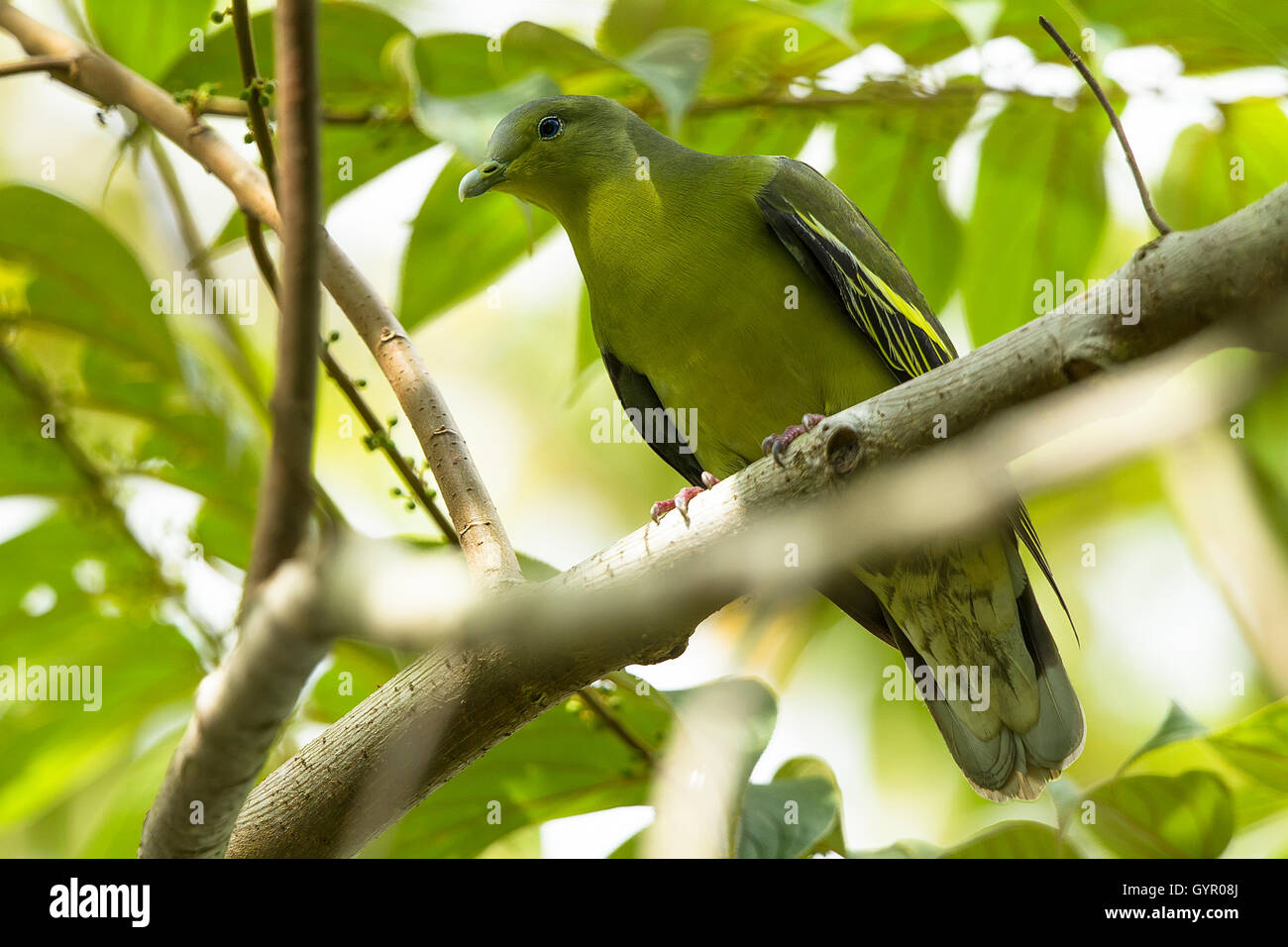 Il pompadour green pigeon è un complesso di piccione in genere Treron. È diffuso nelle foreste del sud e del sud-est asiatico. Foto Stock