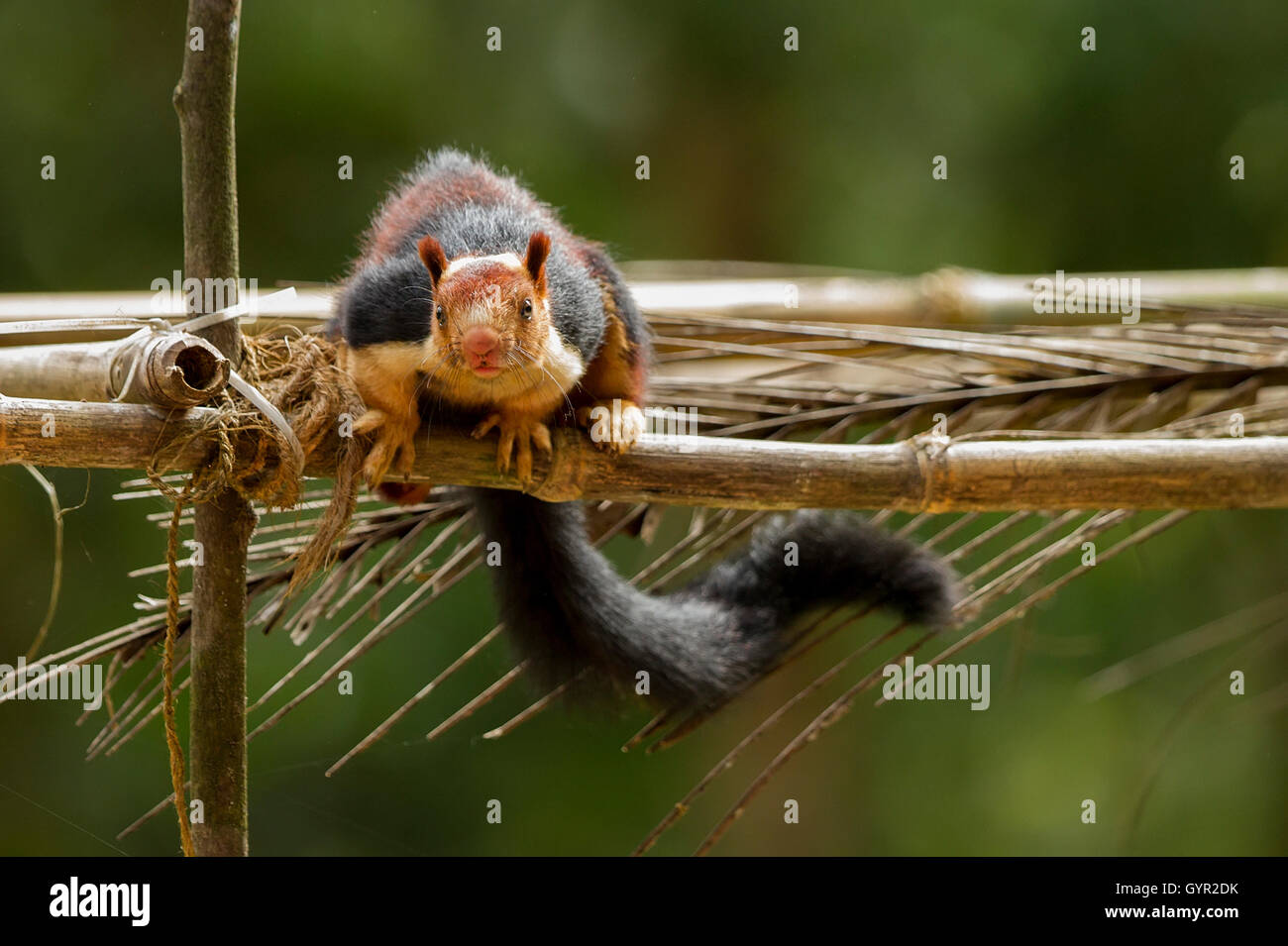MALABAR scoiattolo gigante Foto Stock