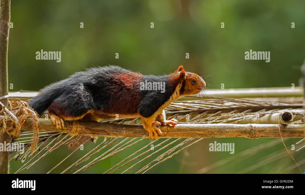MALABAR scoiattolo gigante Foto Stock
