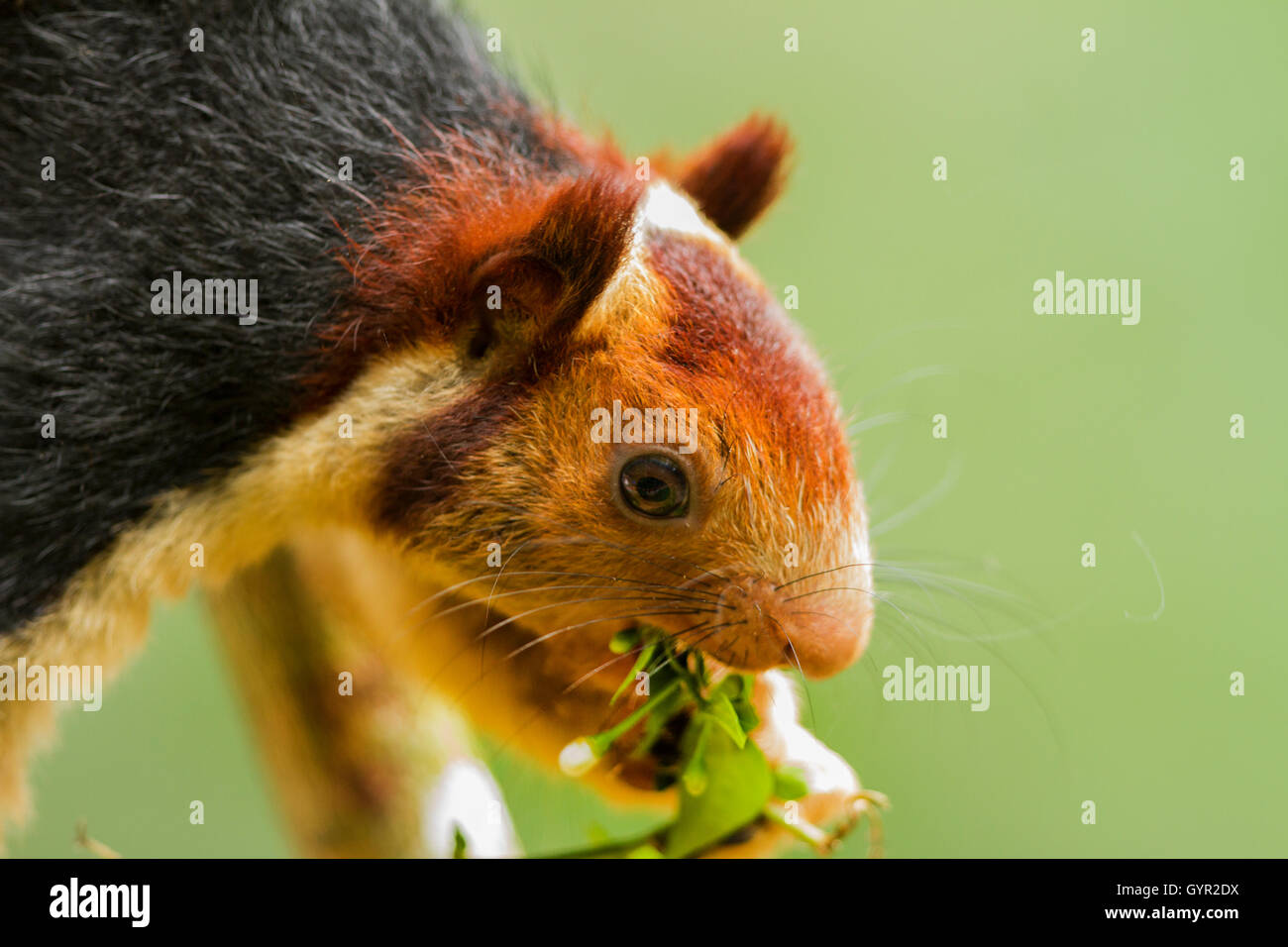 MALABAR scoiattolo gigante Foto Stock