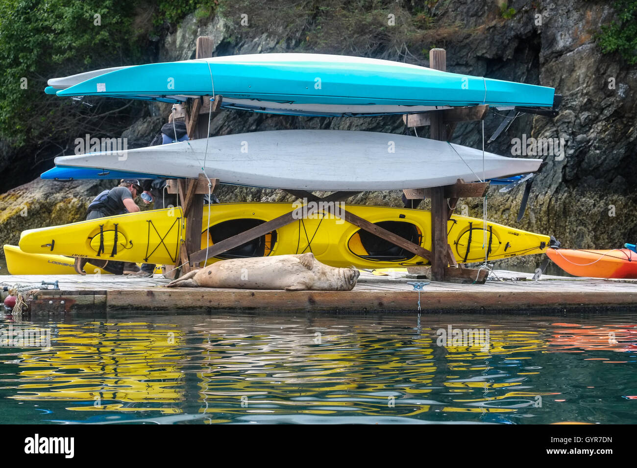 Una guarnizione di tenuta in corrispondenza di un Alaska kayak di mare dock Foto Stock