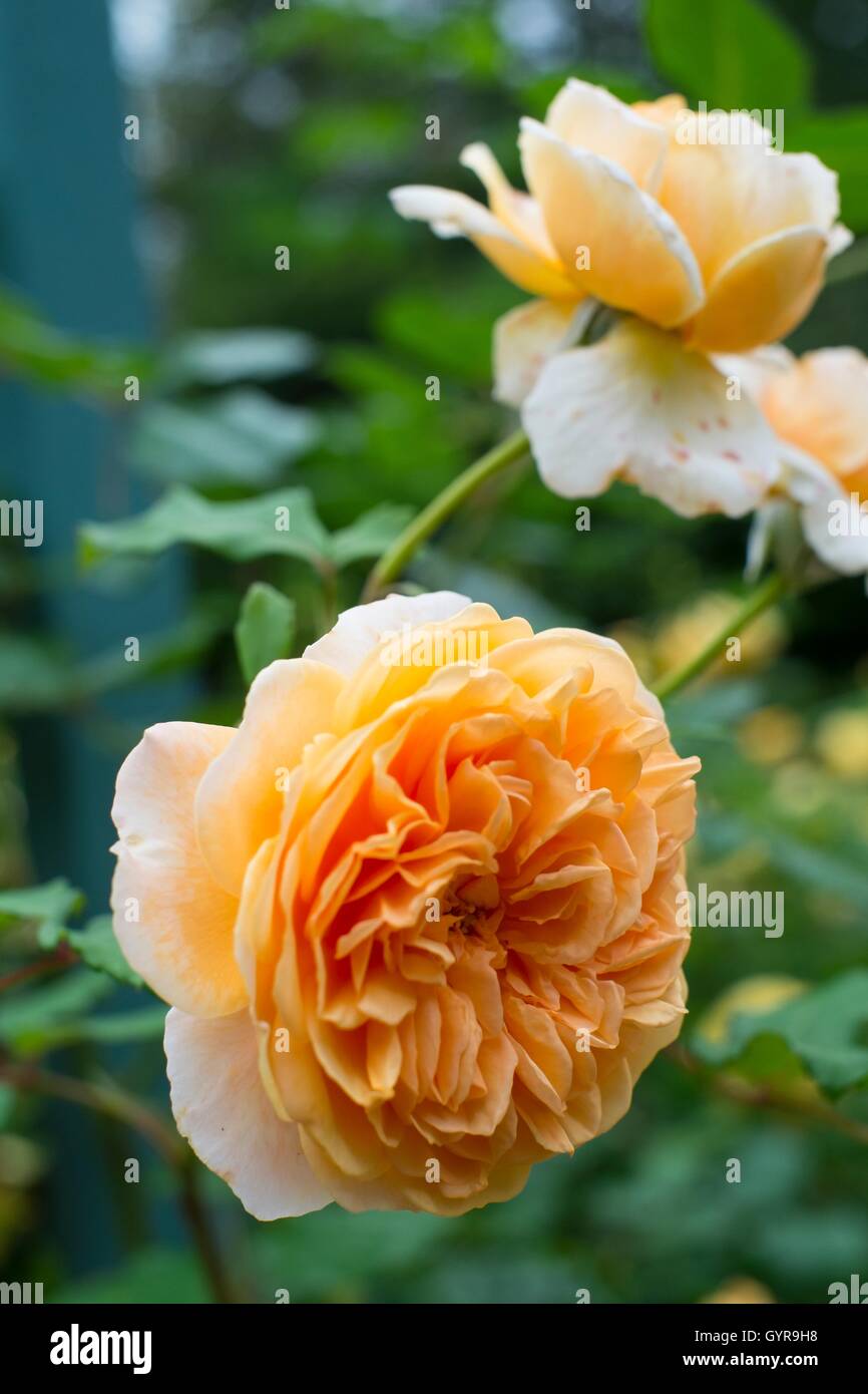"Crown Princess Margareta'. Rosa Tea tipo, rosa inglese . Foto Stock