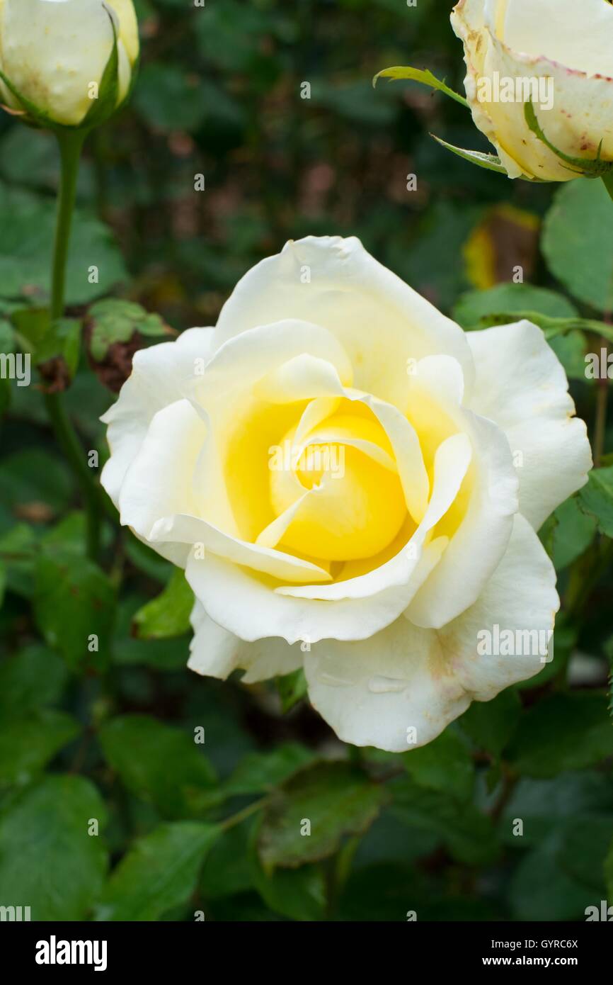 Rose, 'Elina'. Hybrid Tea. Foto Stock