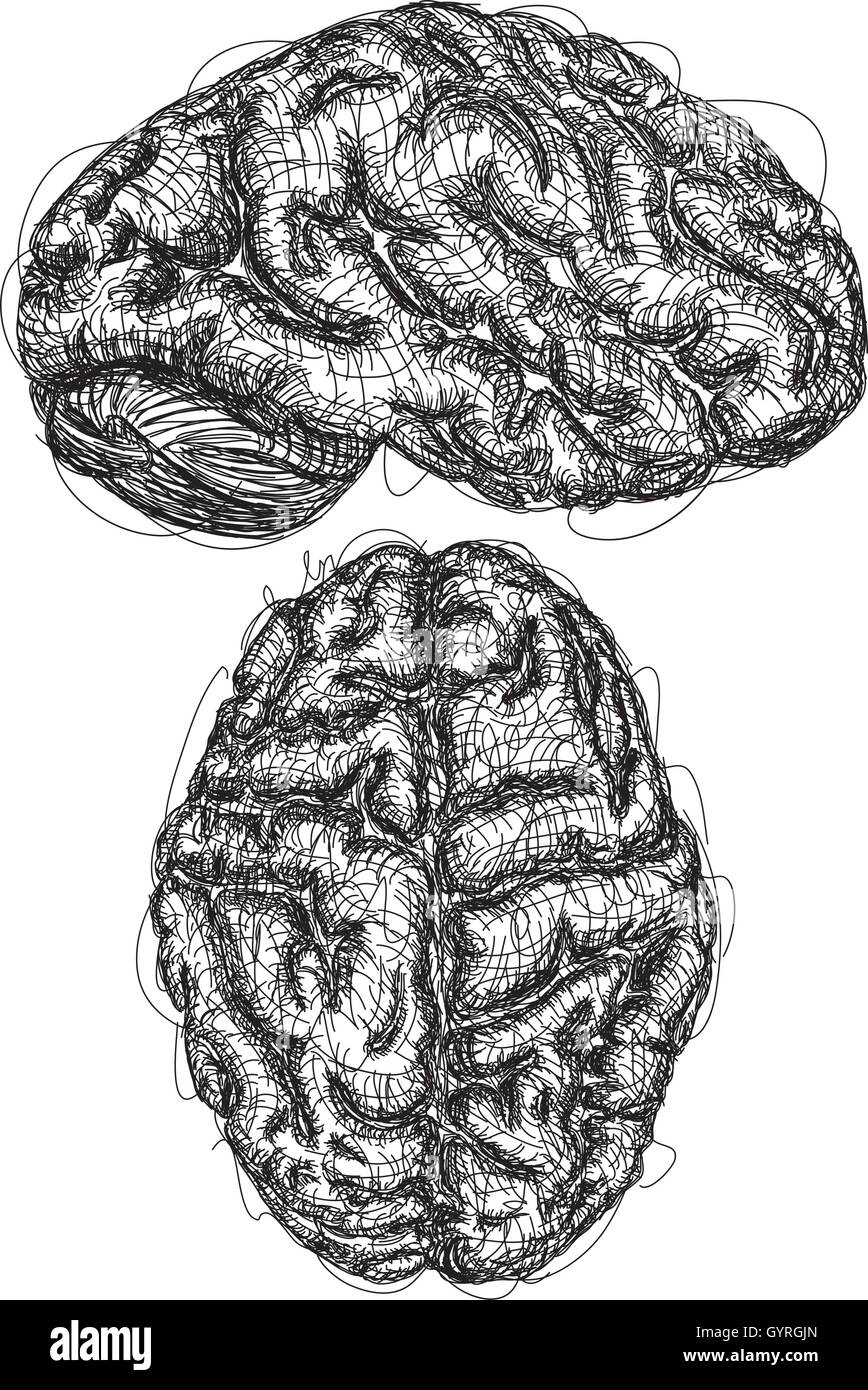 Schizzi di cervello uno schizzo della parte superiore e una vista laterale di un cervello Illustrazione Vettoriale