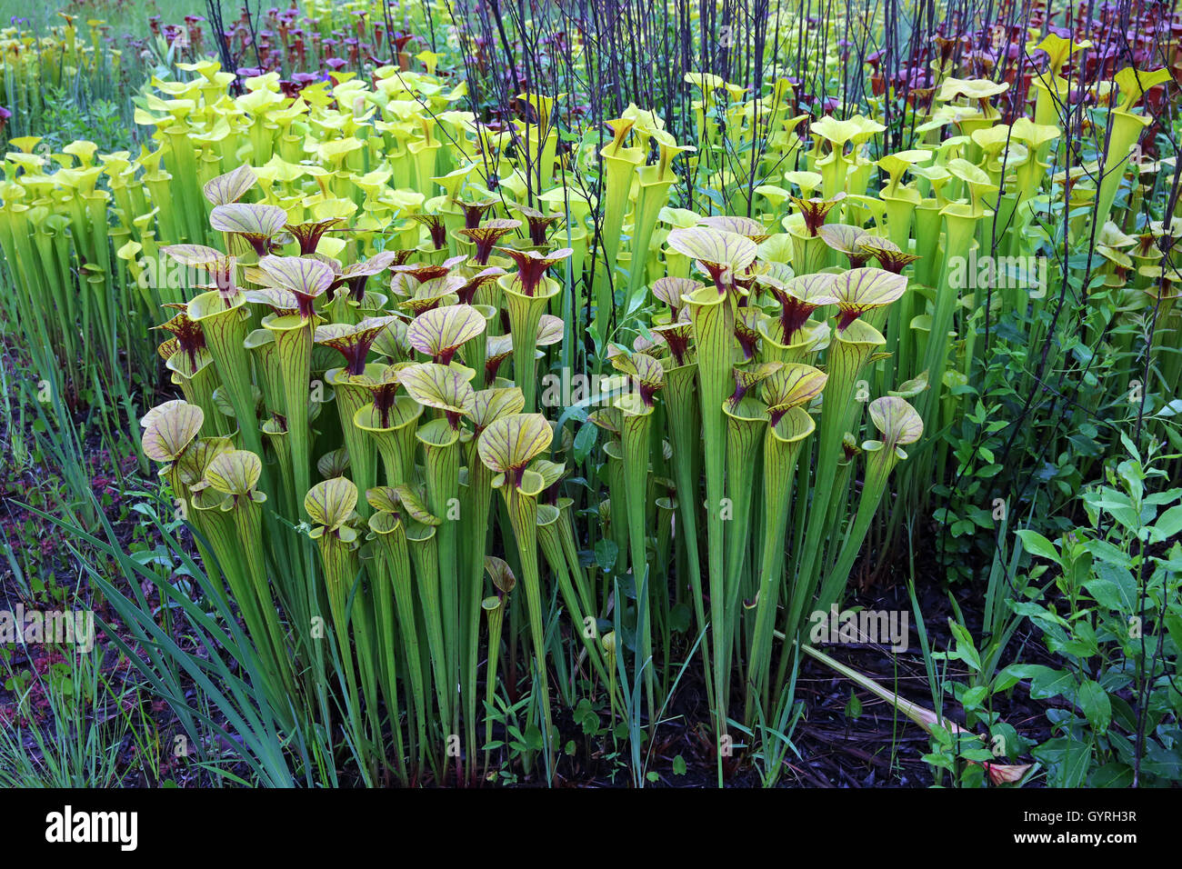 Pianta brocca prato, con diverse varietà di giallo-sormontato pianta brocca (Sarracenia flava), SE USA Foto Stock