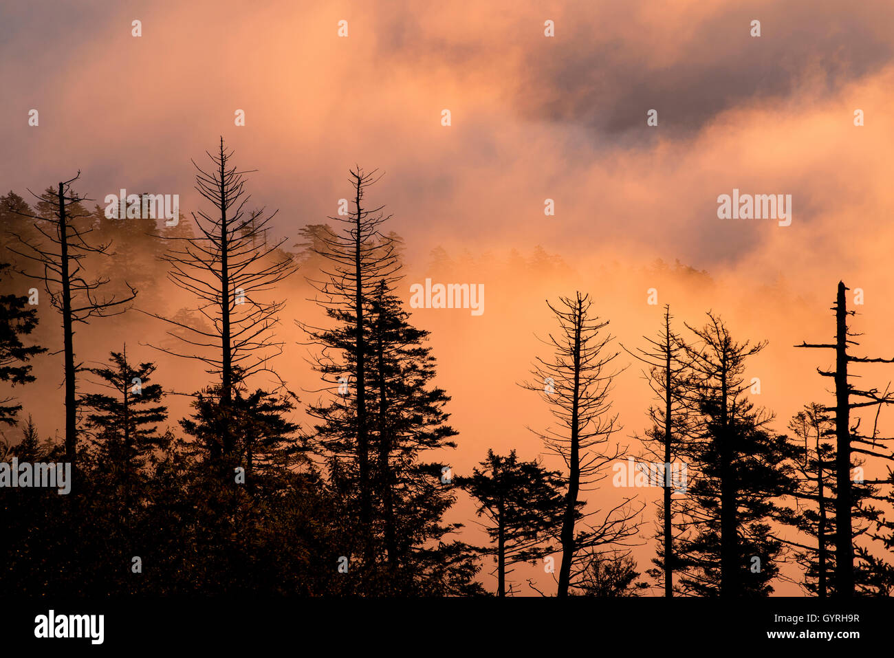 Dead Fraser Fir (Abies fraseri) alberi, sunrise, Clingmans Dome, il Great Smoky Mountains National Park, Tennessee, Stati Uniti d'America Foto Stock