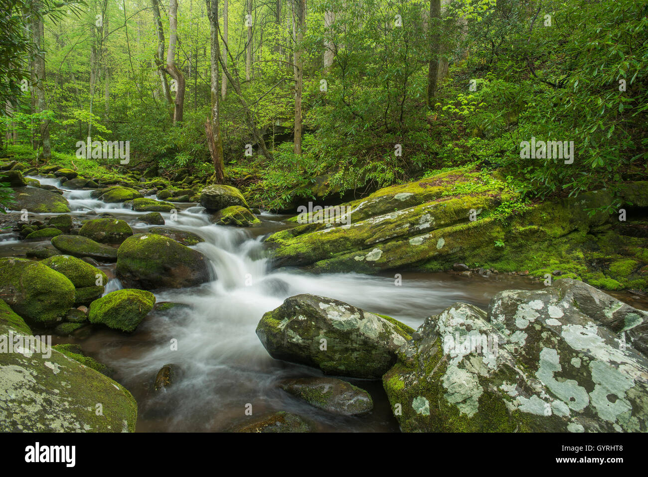 Moss-coperta di rocce e massi lungo Roaring Fork River, estate, Great Smoky Mountain National Park, Tennessee, Stati Uniti d'America Foto Stock