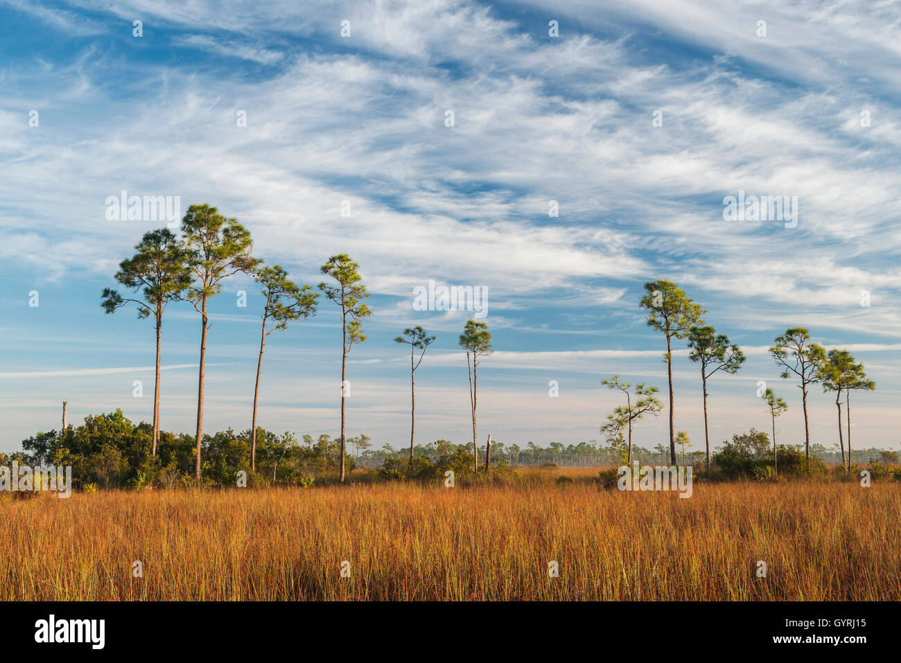 Sawgrass Prairie Slash e pini (Pinus elliottii), Everglades National Park, Florida USA Dembin Foto Stock