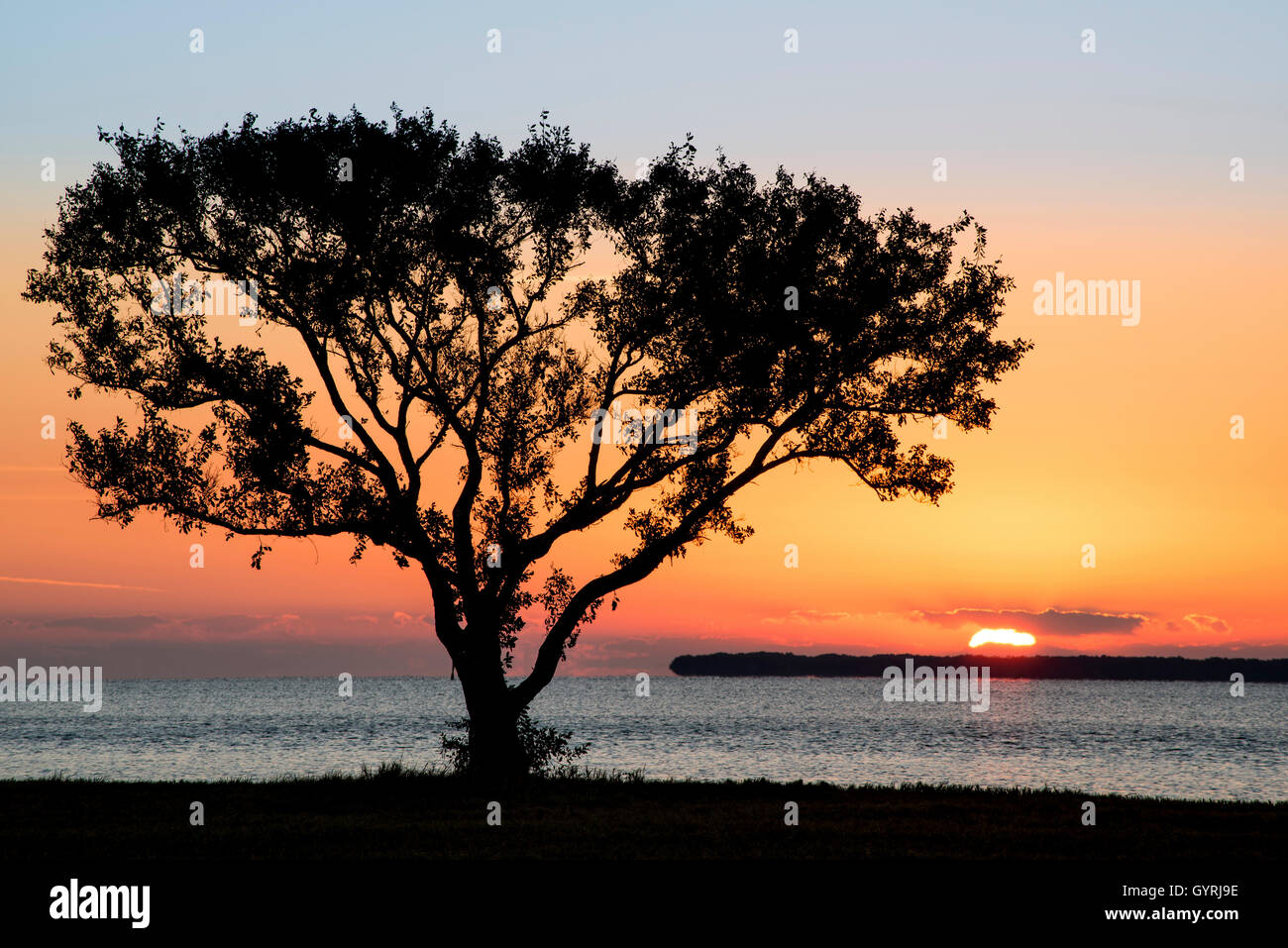 Buttonwood Tree (Conocarpus erectrus) ad Alba e Airone bianco maggiore (Ardea alba) Florida Bay, Everglades NP Florida USA Foto Stock