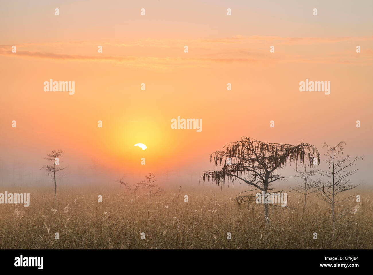 Sunrise e cipresso Nana (Taxodium distichum), Sawgrass Prairie, nebbia, Everglades National Park, Florida USA Foto Stock