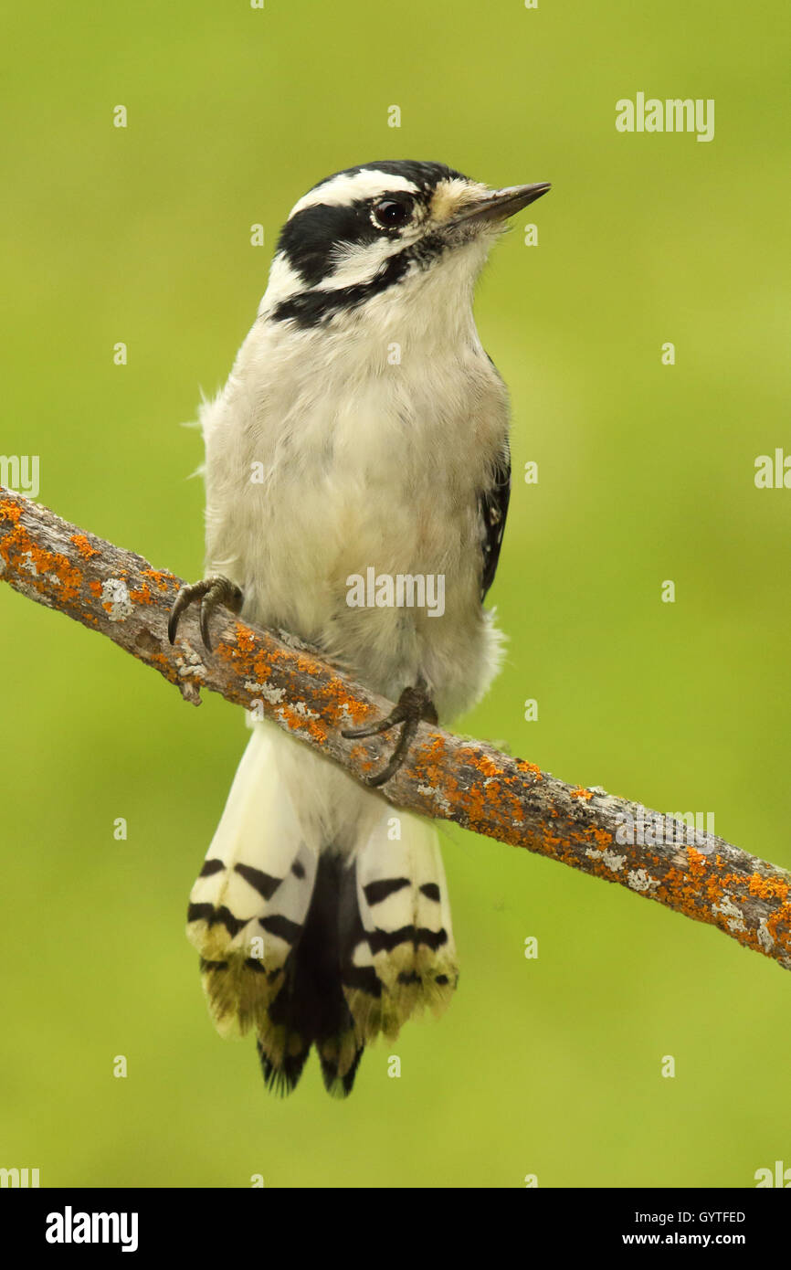 Un Picchio lanuginosa che guarda lontano dal coloratissimo lichene arancione. Foto Stock