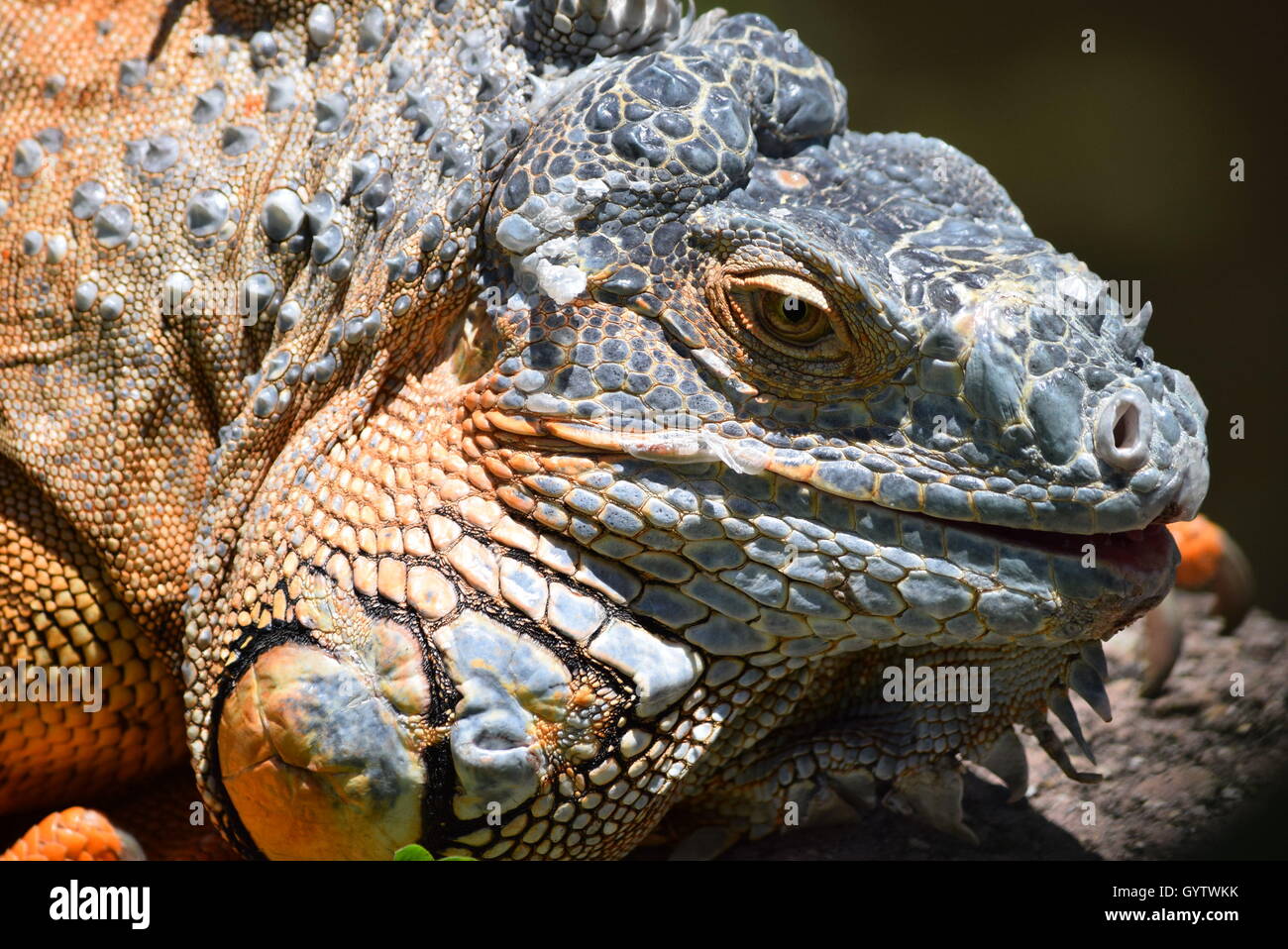 Iguana verde o anche comune Iguana all'Aurora Zoo, Guatemala Foto Stock