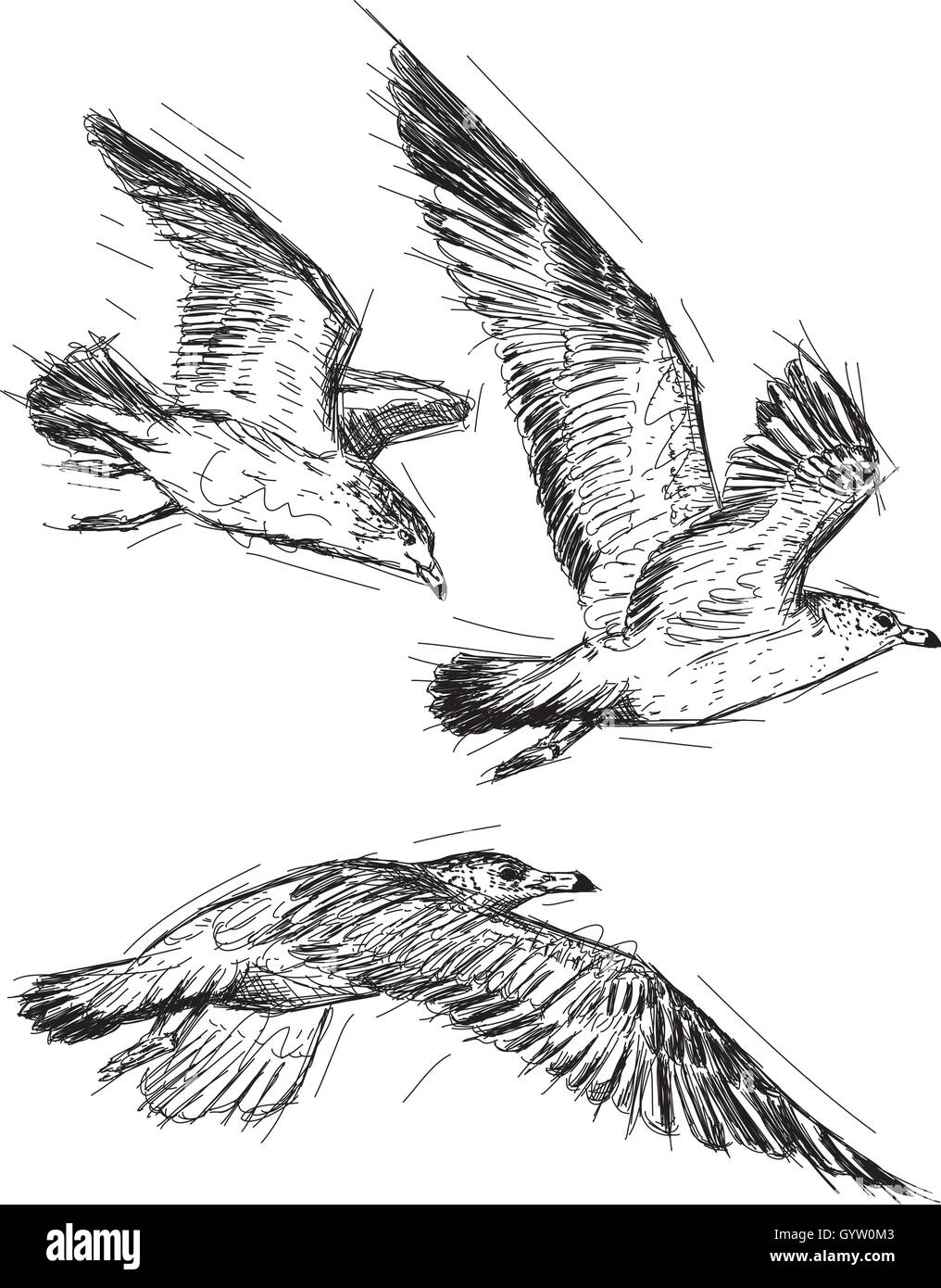 Gabbiani in volo Illustrazione Vettoriale