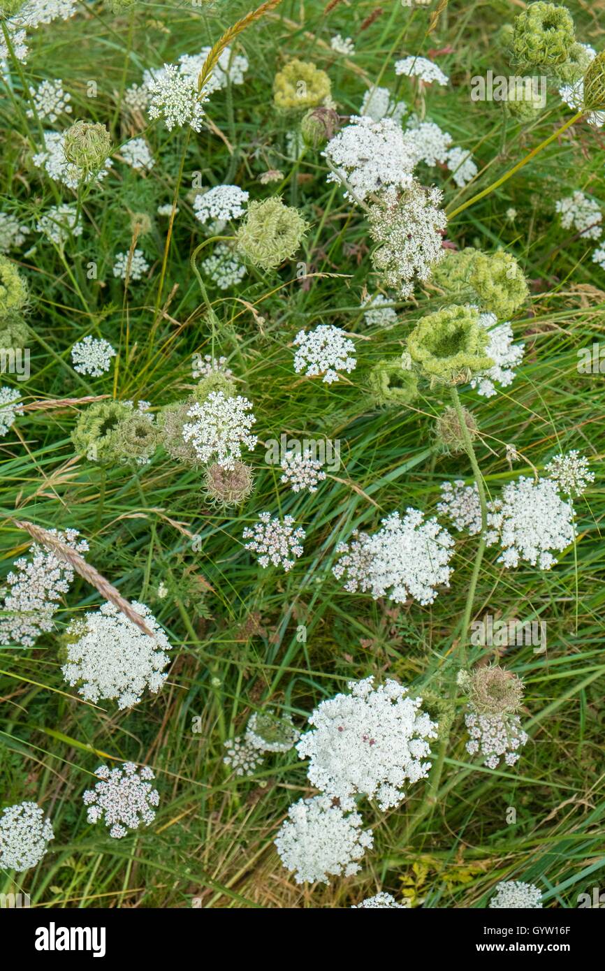 Daucus carota - carota selvatica, in fiore. Foto Stock