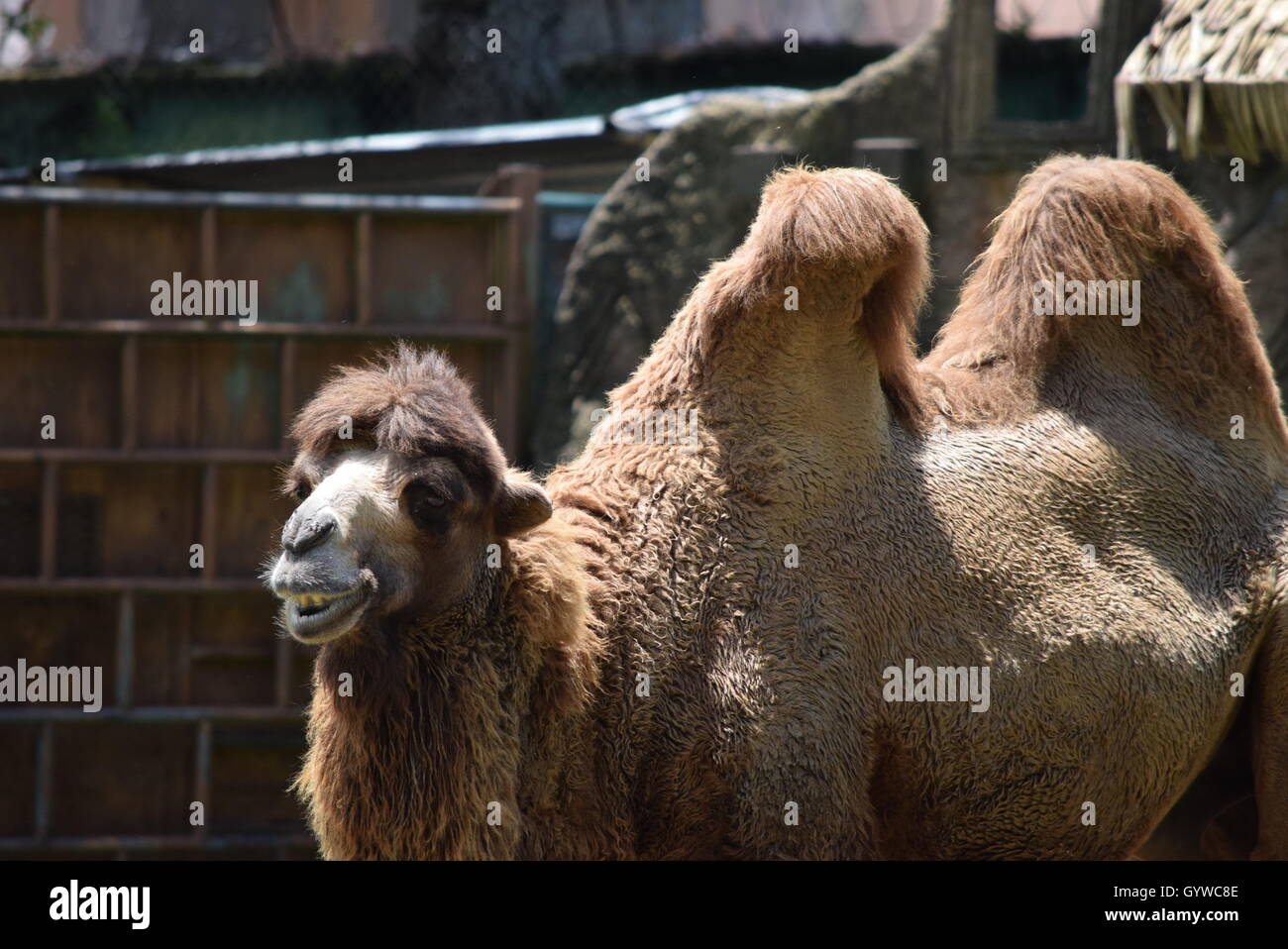 Cammello Bactrian Foto Stock