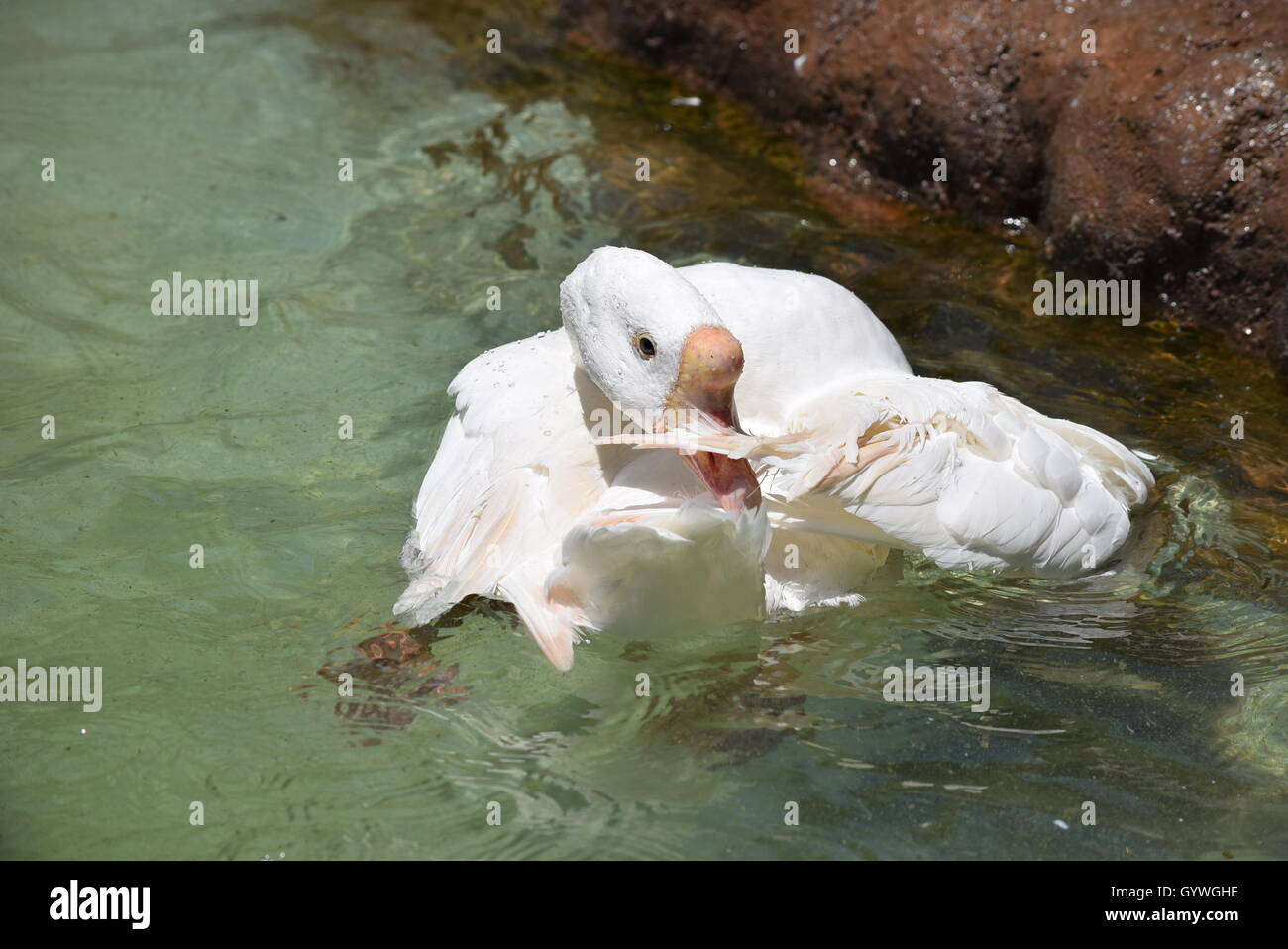 Pulizia del Cigno in Aurora Zoo, Guatemala Foto Stock