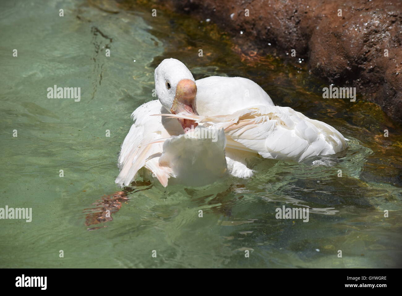 Swan in Aurora Zoo, Guatemala Foto Stock