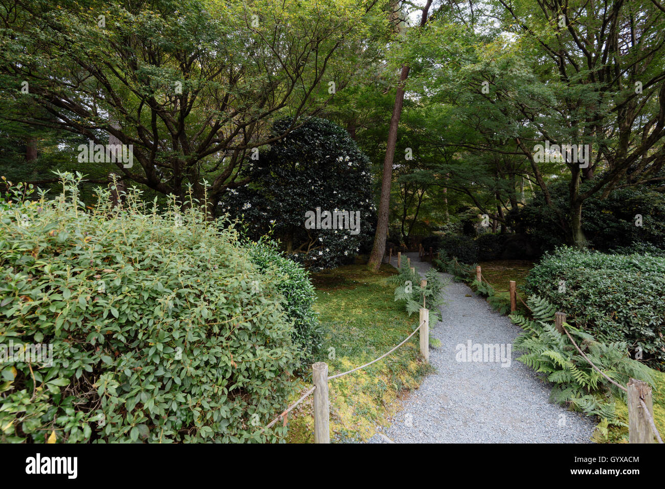 Foresta scura percorso, Kyoto, Giappone. Foto Stock