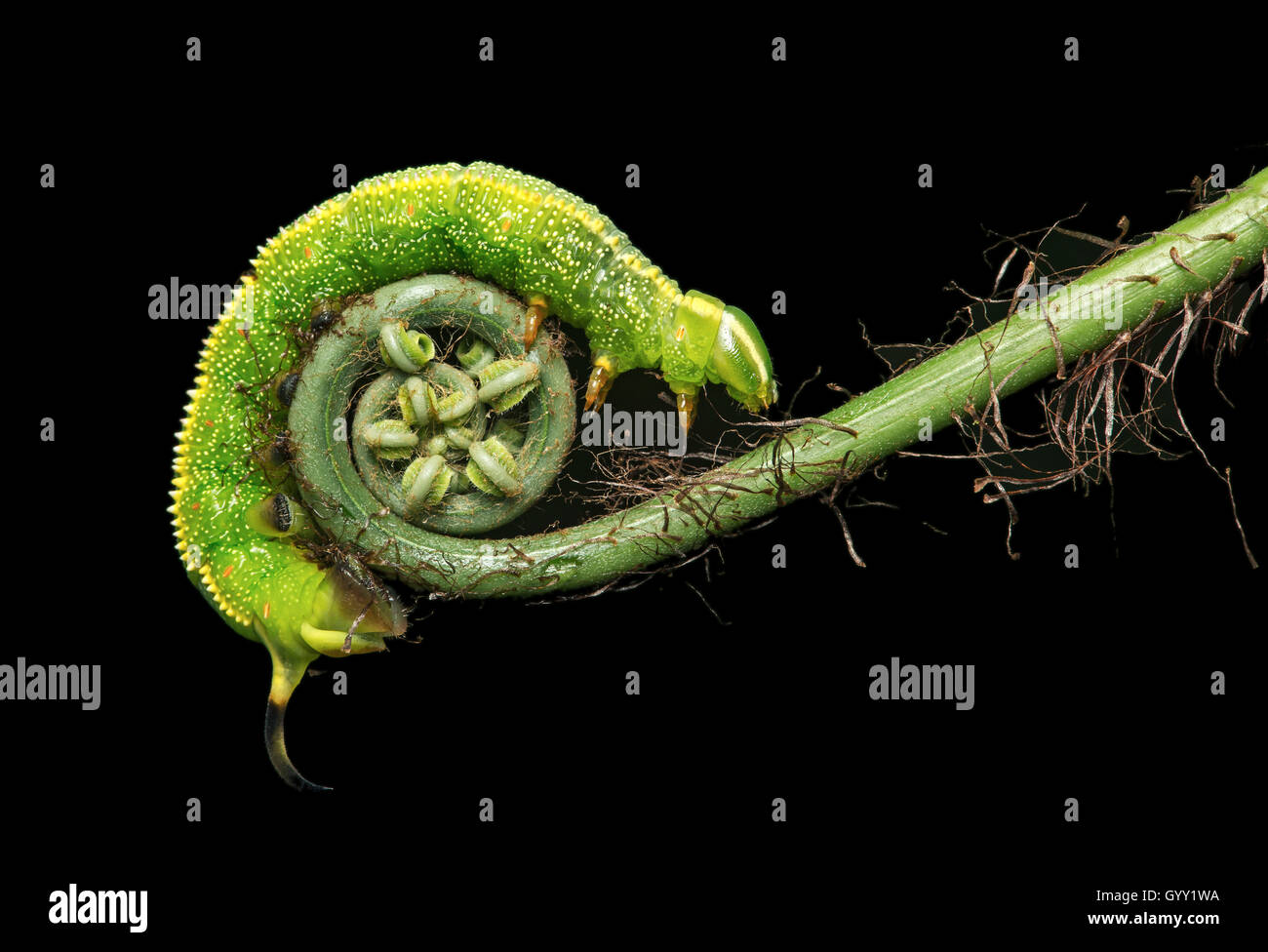 Caterpillar del neotropical Hawk moth Xylophanes chiron, (Spingidae famiglia), la foresta pluviale amazzonica Copalinga, Ecuador Foto Stock