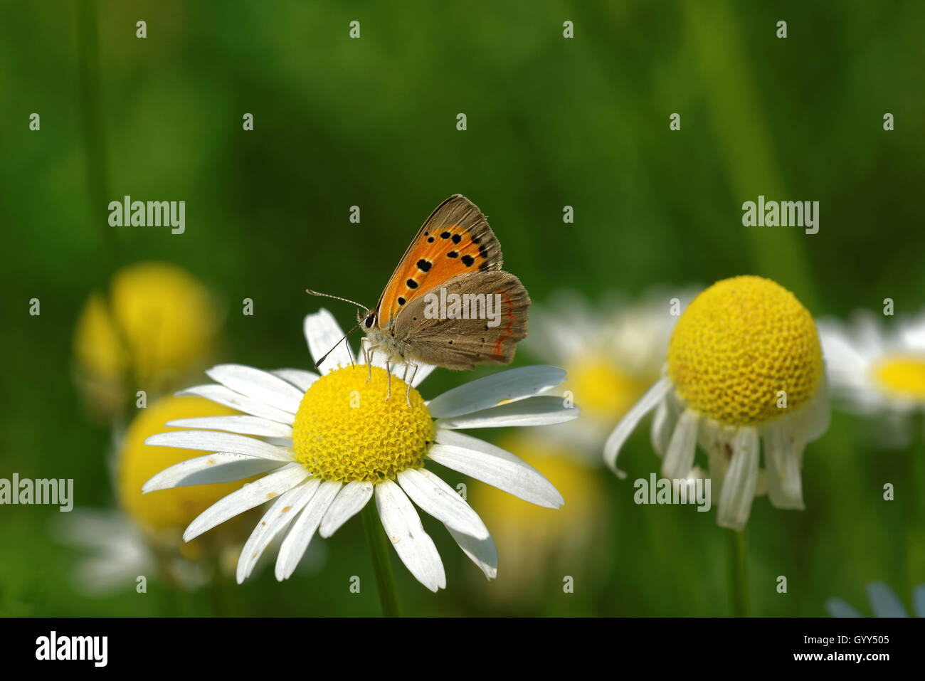 Rame di grandi dimensioni (Lycaena dispar) alimentazione sul collegamento daisy fiore. Foto Stock