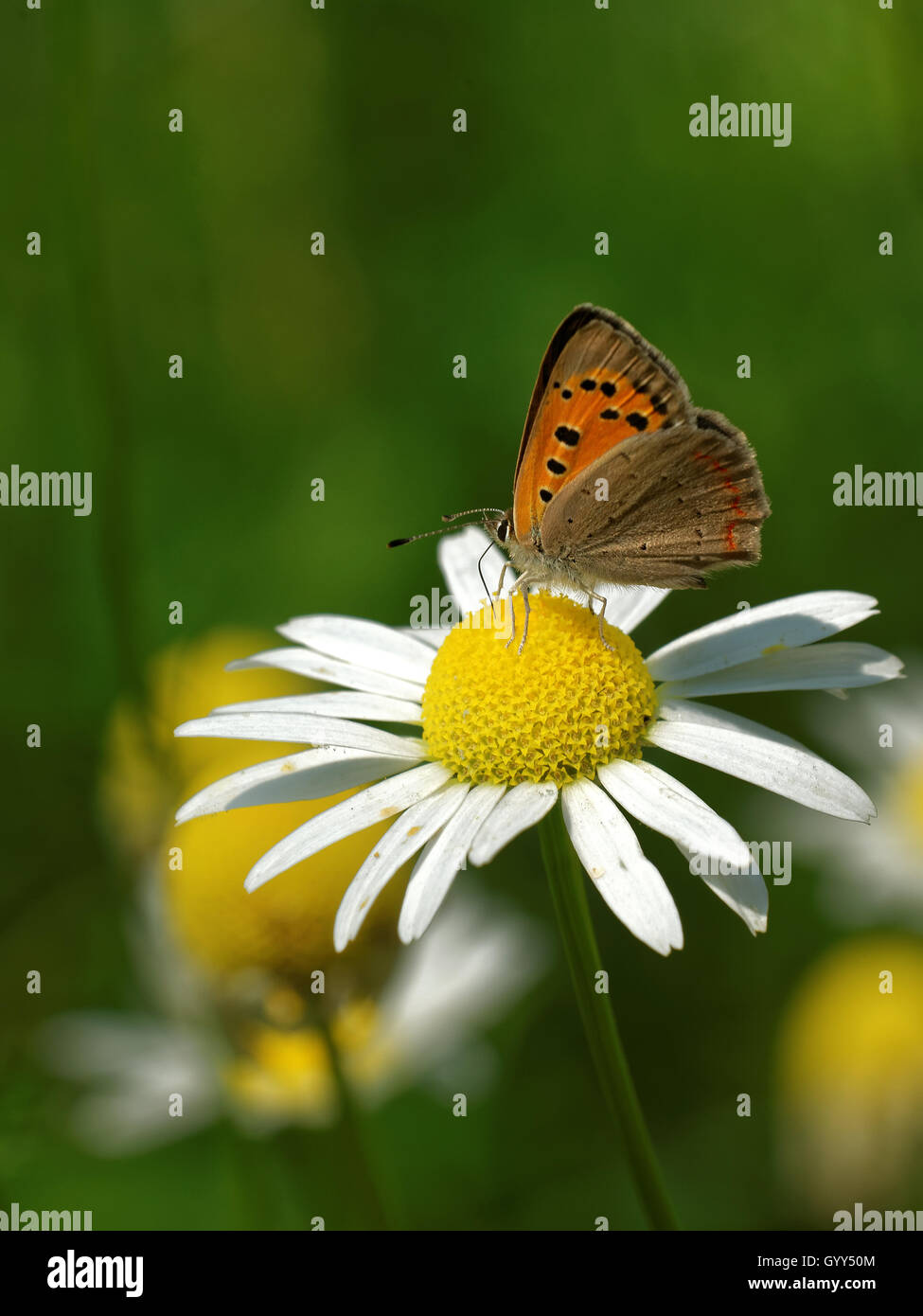 Rame di grandi dimensioni (Lycaena dispar) alimentazione sul collegamento daisy fiore. Foto Stock