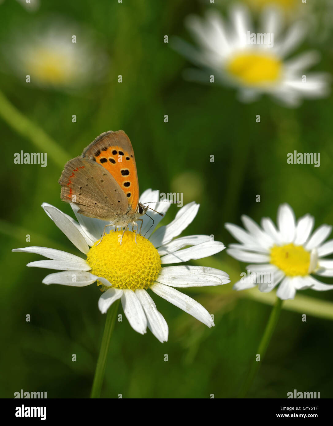 Rame di grandi dimensioni (Lycaena dispar) alimentazione sul collegamento daisy fiore. Foto Stock