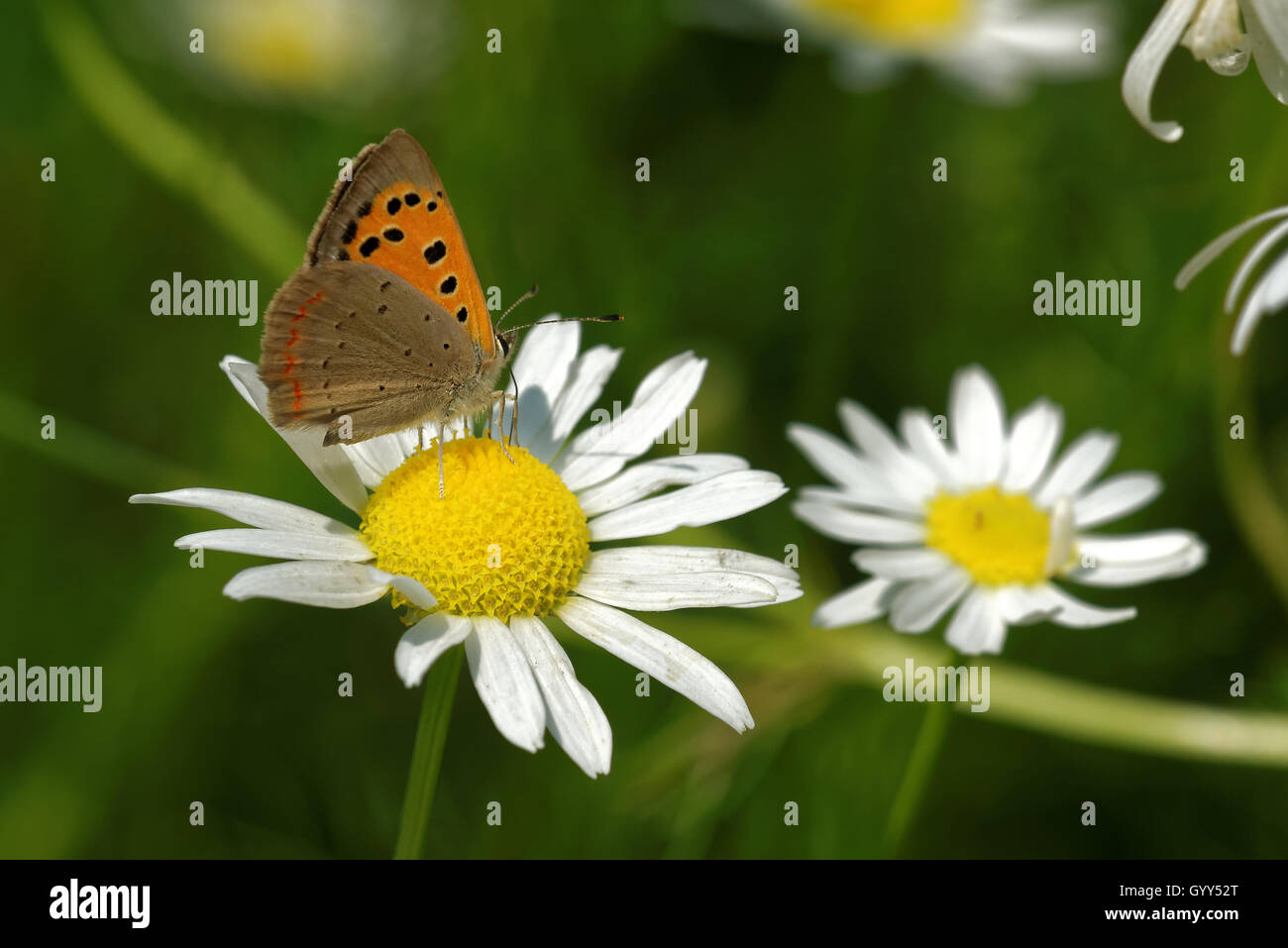Rame di grandi dimensioni (Lycaena dispar) alimentazione sul collegamento daisy fiore. Foto Stock