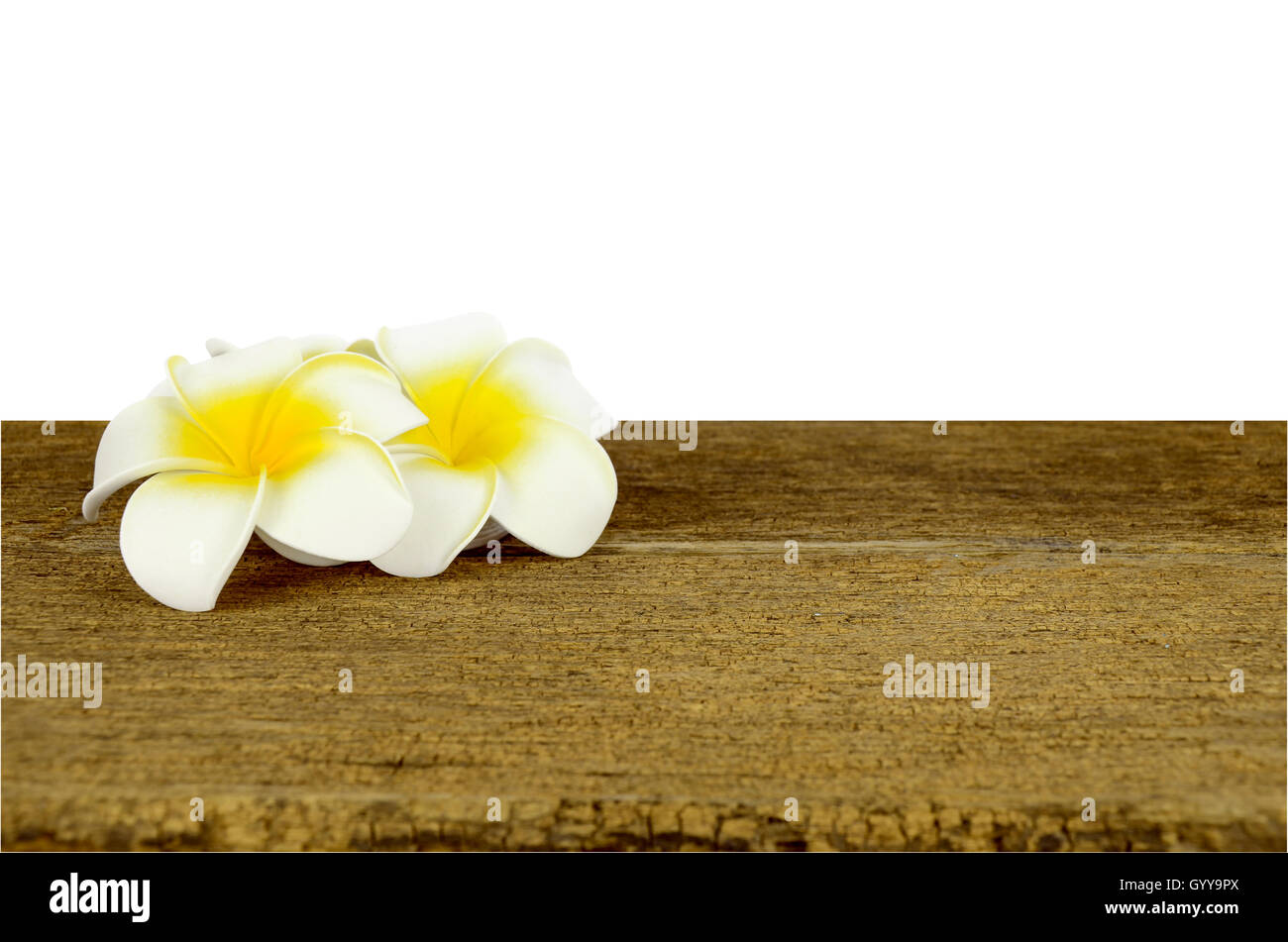 Il bianco e il giallo Plumeria fiore sul vecchio tavolo di legno isolato su sfondo bianco con percorso di clipping. Foto Stock