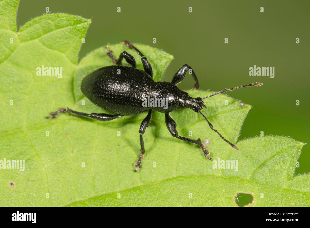 Curculione (Otiorhynchus fuscipes) sulla foglia, Baden-Württemberg, Germania Foto Stock