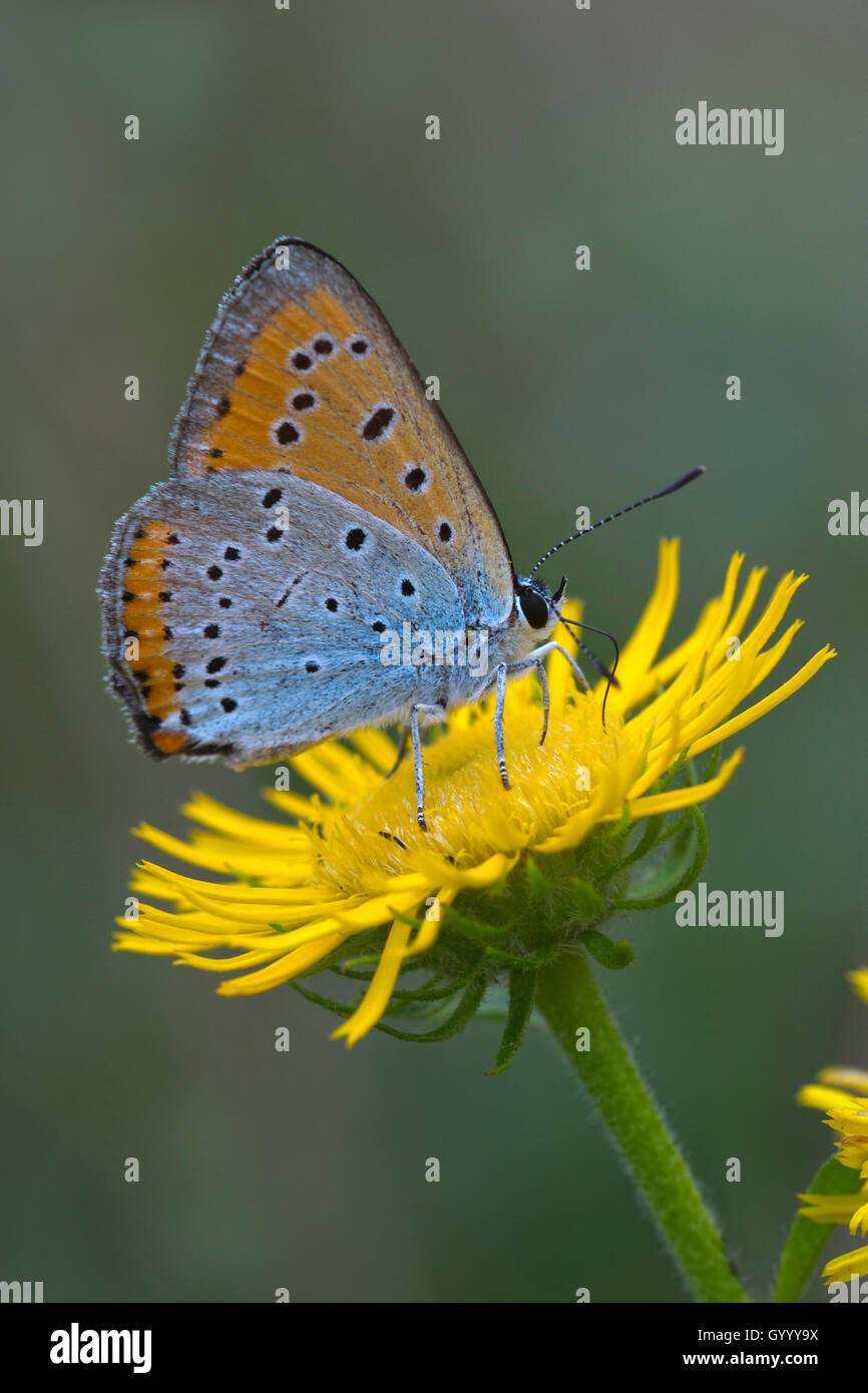 Rame di grandi dimensioni (Lycaena dispar) sul fiore giallo, Burgenland, Austria Foto Stock