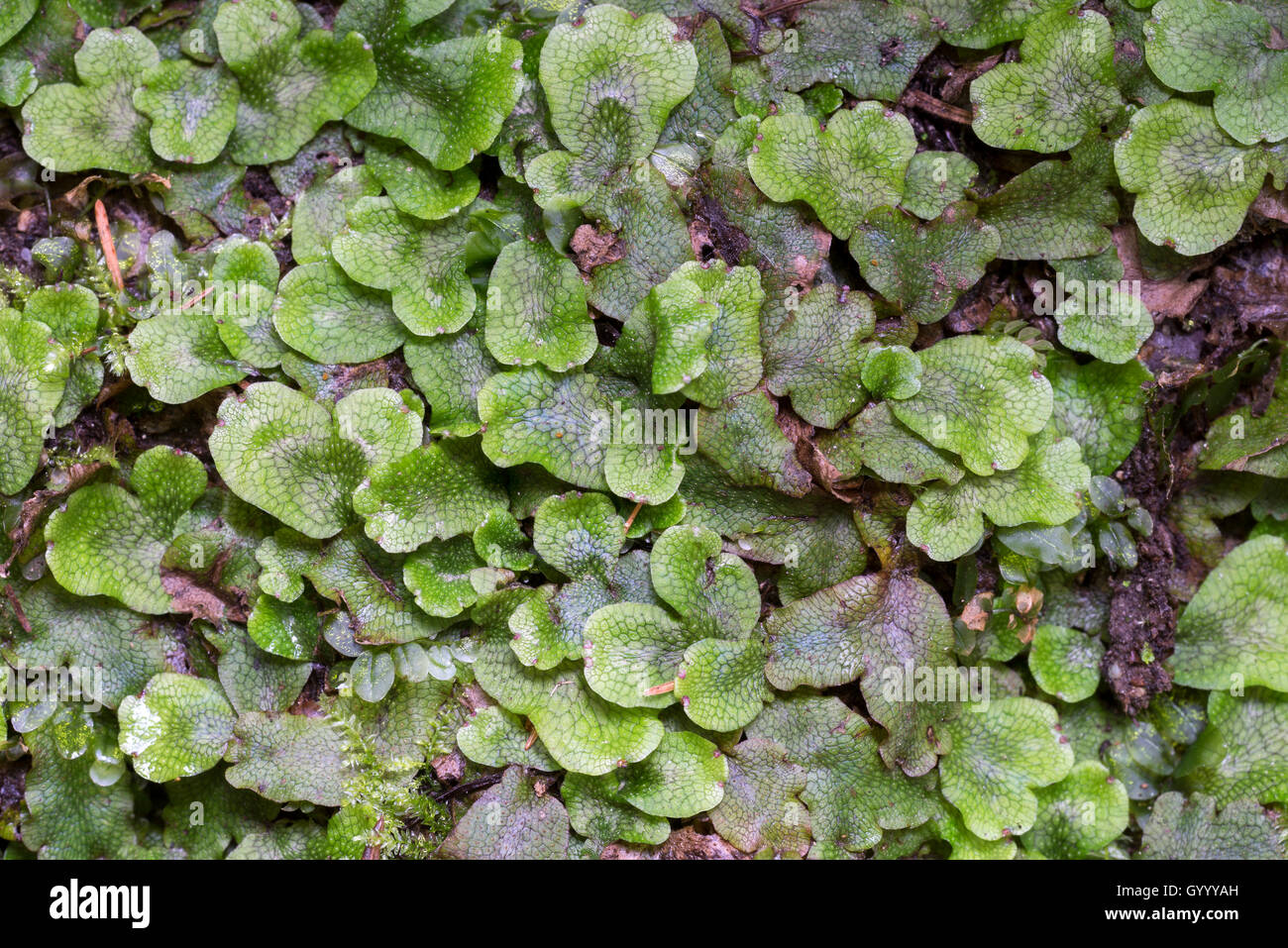 Grande liverwort profumati (Conocephalum conicum), Stiria, Austria Foto Stock