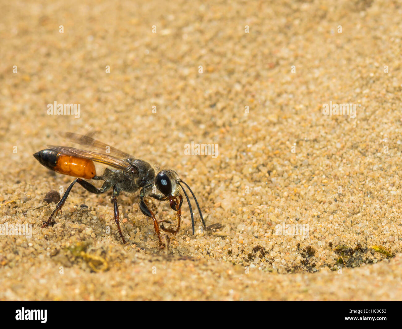 Golden Digger Wasp (Sphex funerarius, Sphex rufocinctus), femmina lo scavo di un nido, vista laterale, Germania Foto Stock