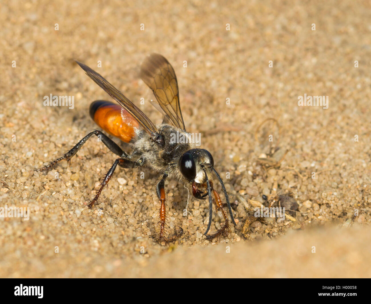 Golden Digger Wasp (Sphex funerarius, Sphex rufocinctus), femmina di scavare un nido, Germania Foto Stock