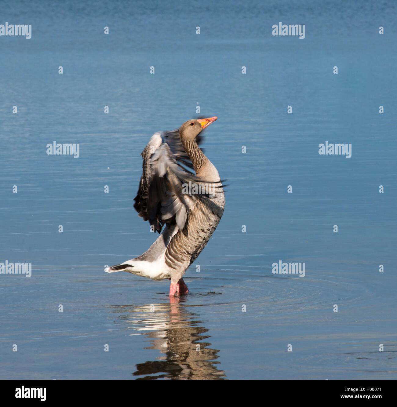Graylag Goose (Anser anser) le ali, in piedi in acqua, Allersee, Wolfsburg, Bassa Sassonia, Germania Foto Stock