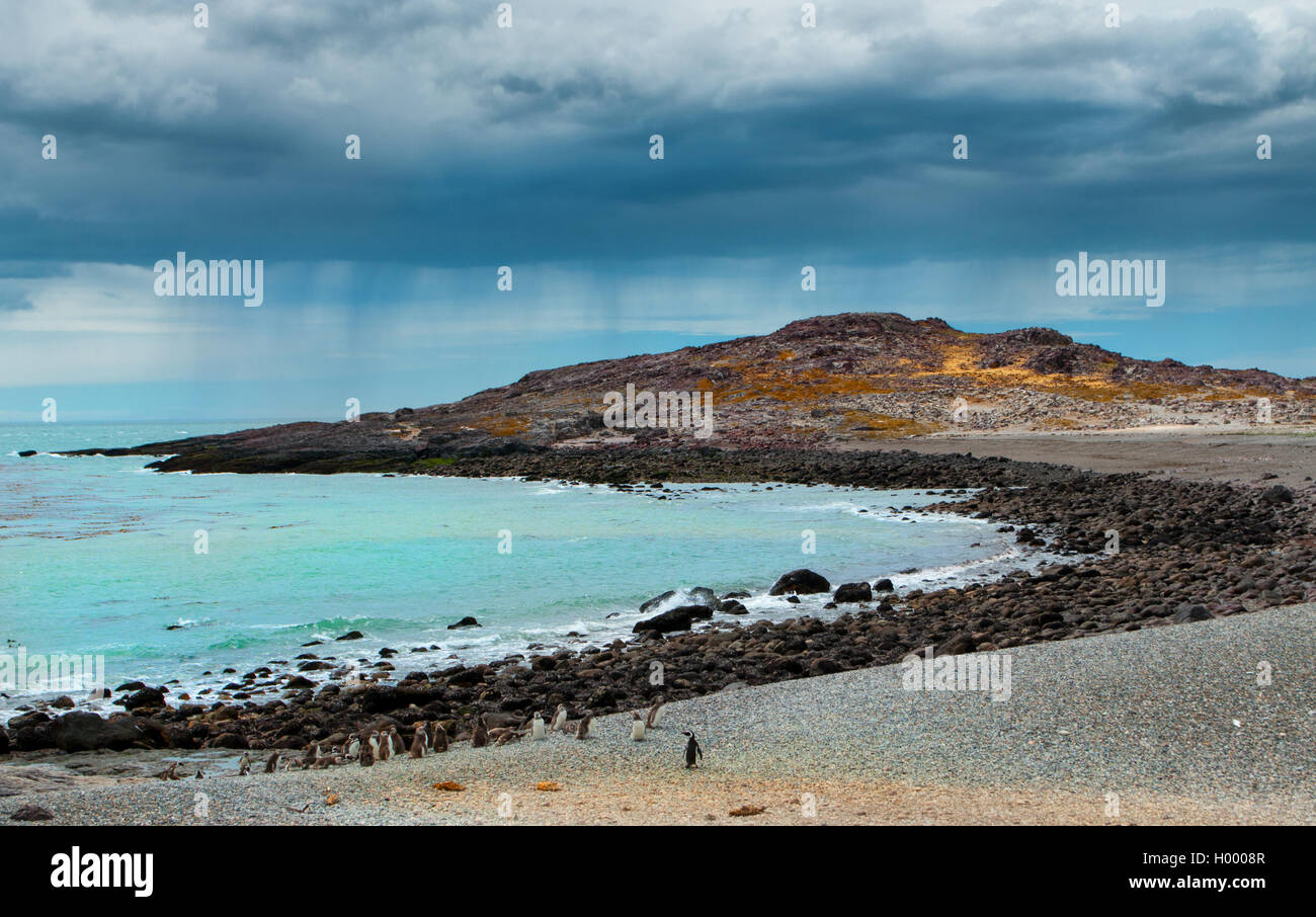 Isola dei pinguini in Patagonia, mutevole sud tempo piovoso, Argentina Foto Stock