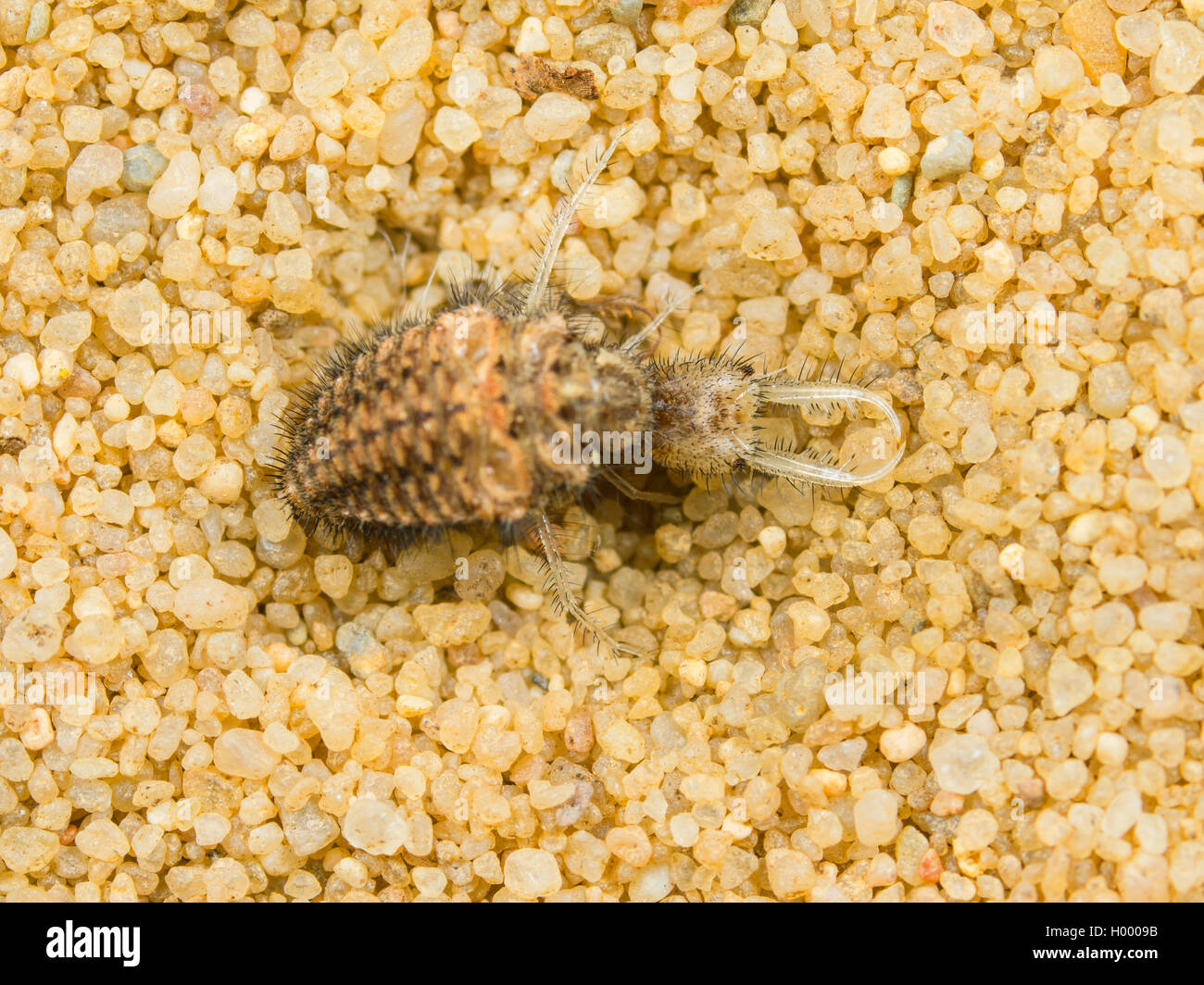 Antlion europea (Euroleon nostras), giovane larva seduta sul terreno sabbioso, Germania Foto Stock