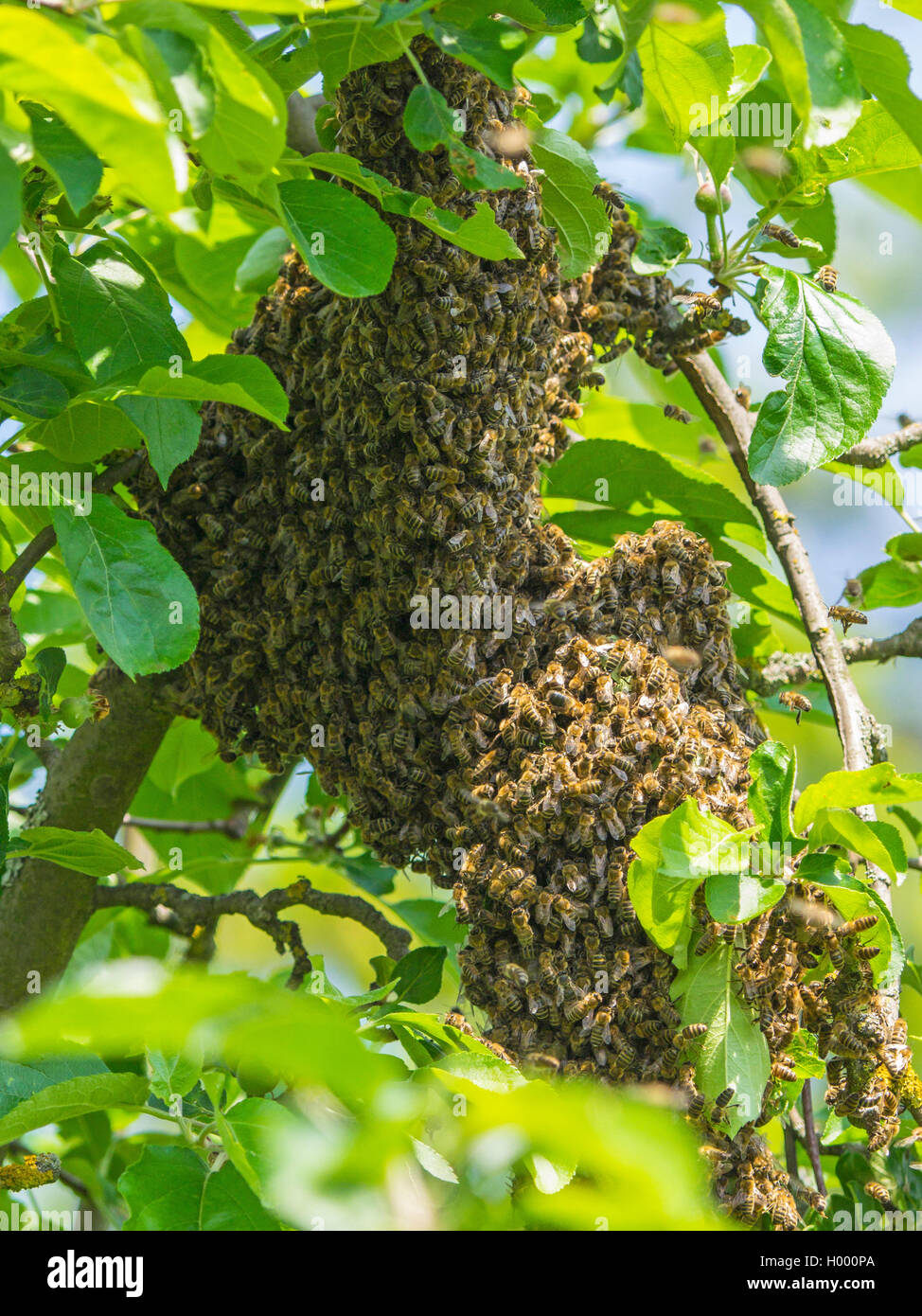 Il miele delle api, hive bee (Apis mellifera mellifera), brulicante uno sciame di api in un albero di mele, Germania Foto Stock