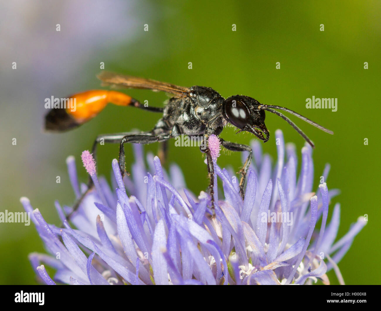 Sabbia di campo Wasp (Ammophila campestris), Femmina rovistando su pecora Scabiosus Bit (Jasione montana), Germania Foto Stock