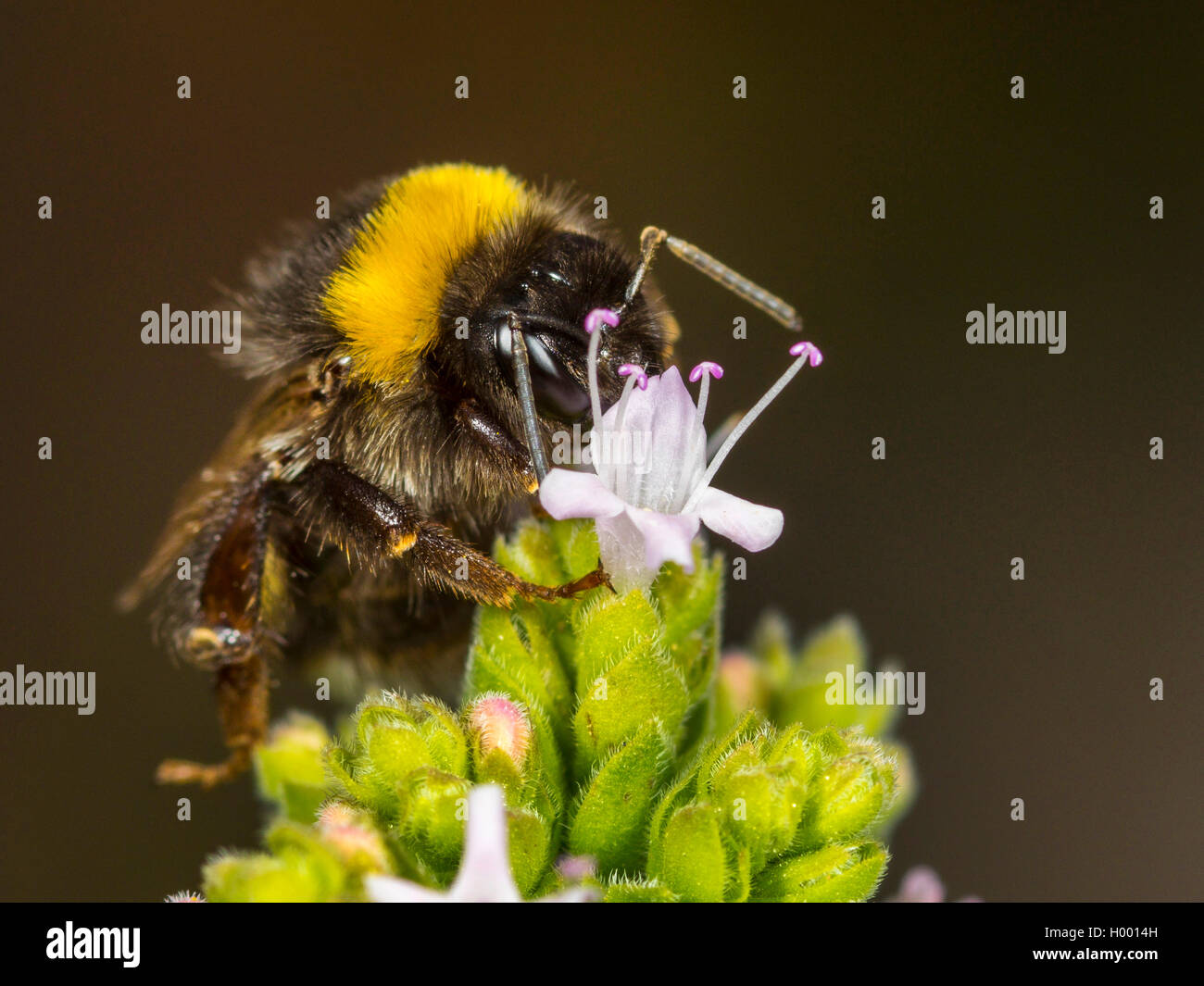 White-tailed Bumble Bee (Bombus lucorum), bianco-tailed bumblebee lavoratore rovistando su Majoram, Germania Foto Stock