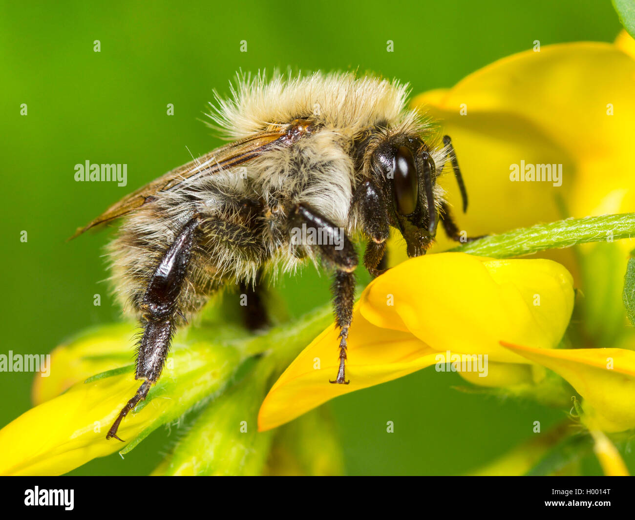 Carda bee, comune carda bee (Bombus pascuorum, Bombus agrorum), Comune carda Bee lavoratore rovistando su Bird's-piede (trifoglio Lotus corniculatus), Germania Foto Stock