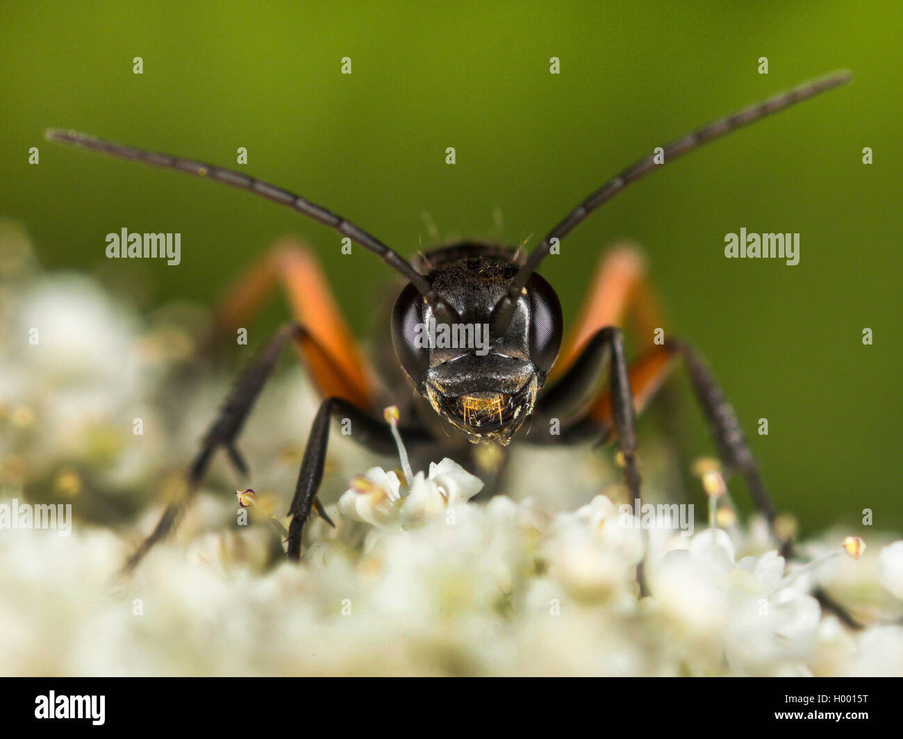 Wegwespe, Weg-Wespe, Cryptocheilus versicolor (Cryptocheilus versicolor), Weibchen bei der Nahrungsaufnahme auf Moehre (Daucus c Foto Stock