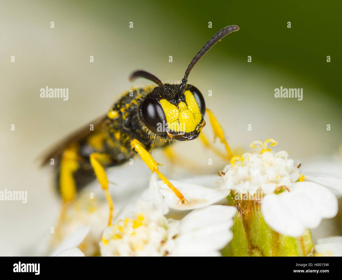 Ornato Tailed Digger Wasp (Cerceris rybyensis), maschio rovistando su comuni Yarrow (Achillea millefolium), Germania Foto Stock