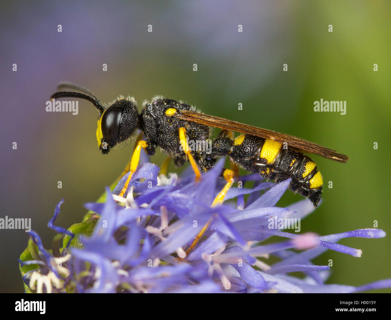 Ornato Tailed Digger Wasp (Cerceris rybyensis), maschio rovistando su pecora Scabious Bit (Jasione montana), Germania Foto Stock