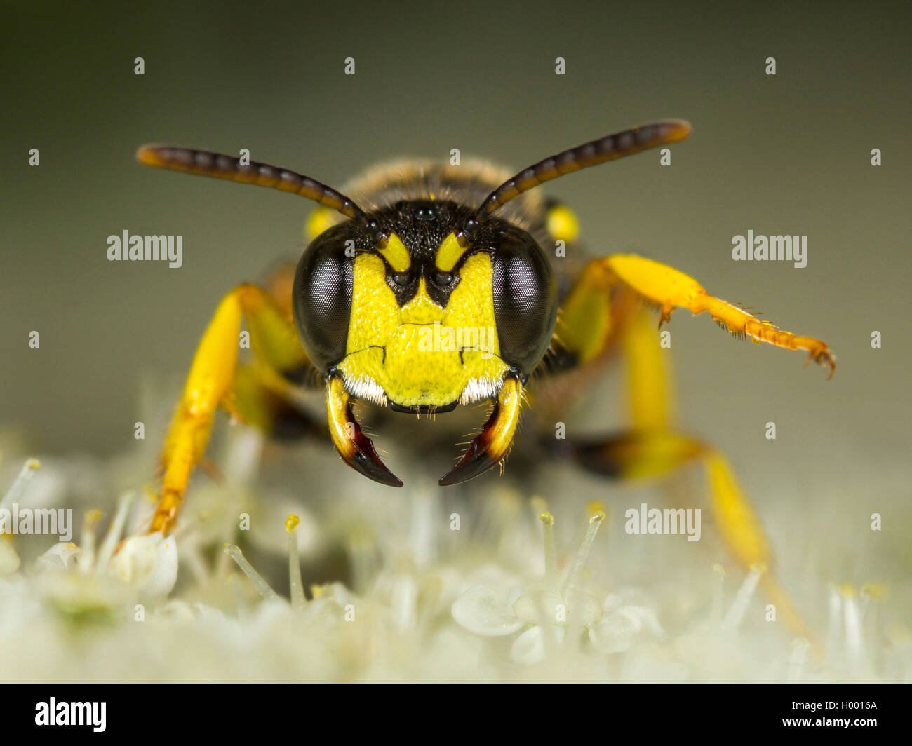 Ornato Tailed Digger Wasp (Cerceris rybyensis), femmina in atteggiamento minaccioso su Wild carota (Daucus carota), Germania Foto Stock